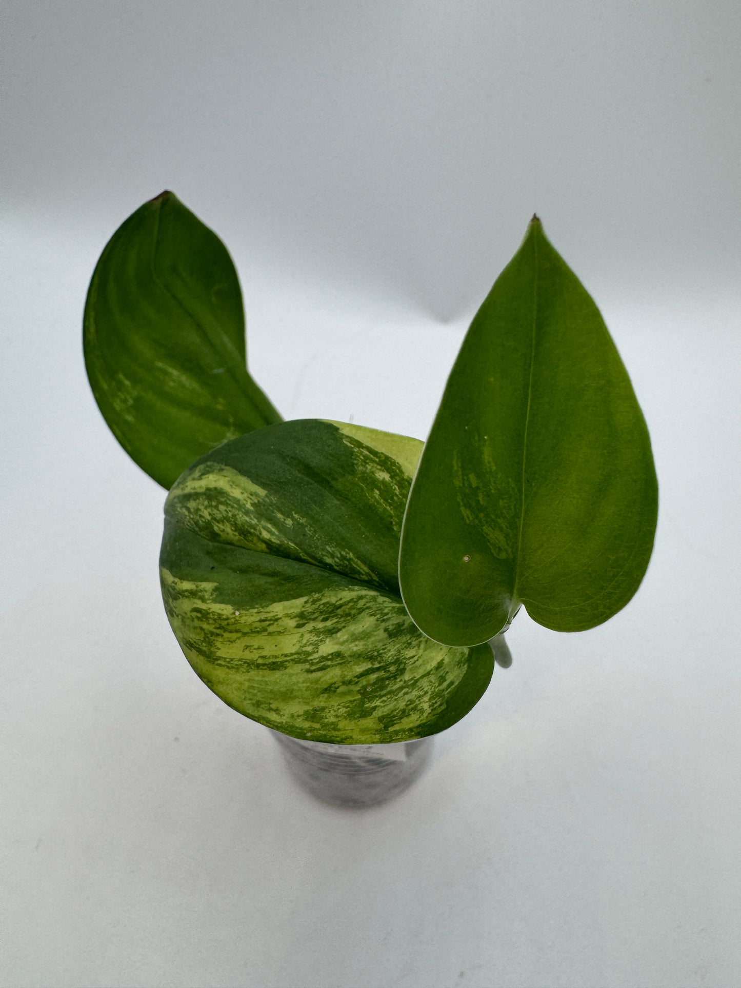 Scindapsus treubii moonlight Tricolor