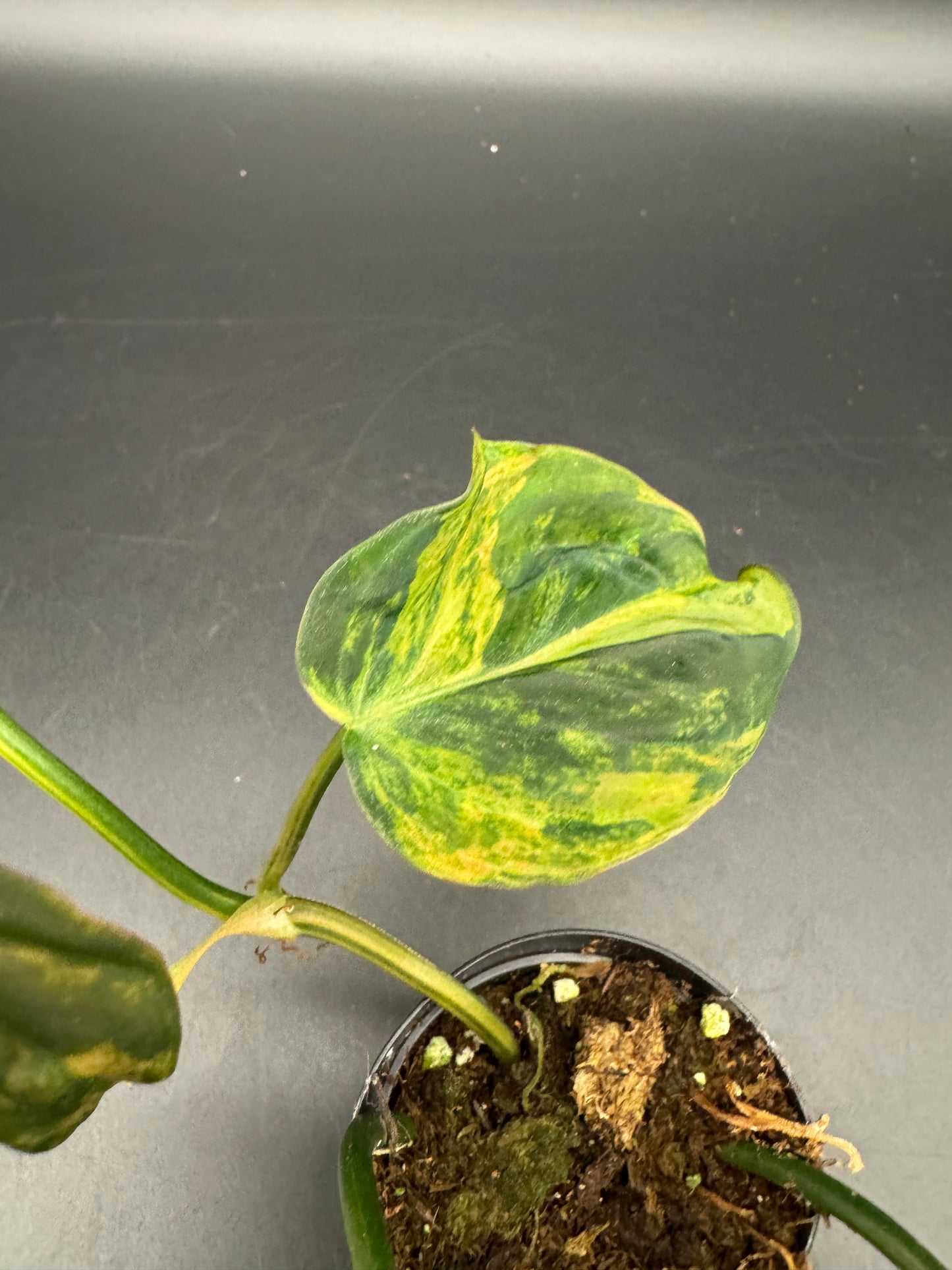 Philodendron micans variegata