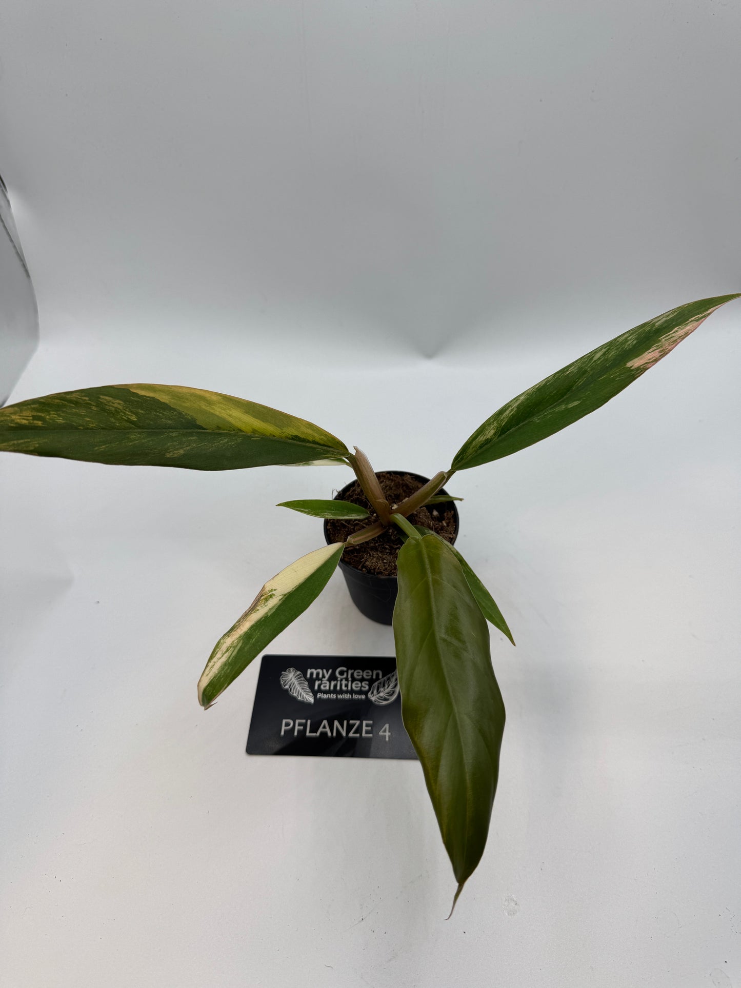 Philodendron caramel Marble variegata