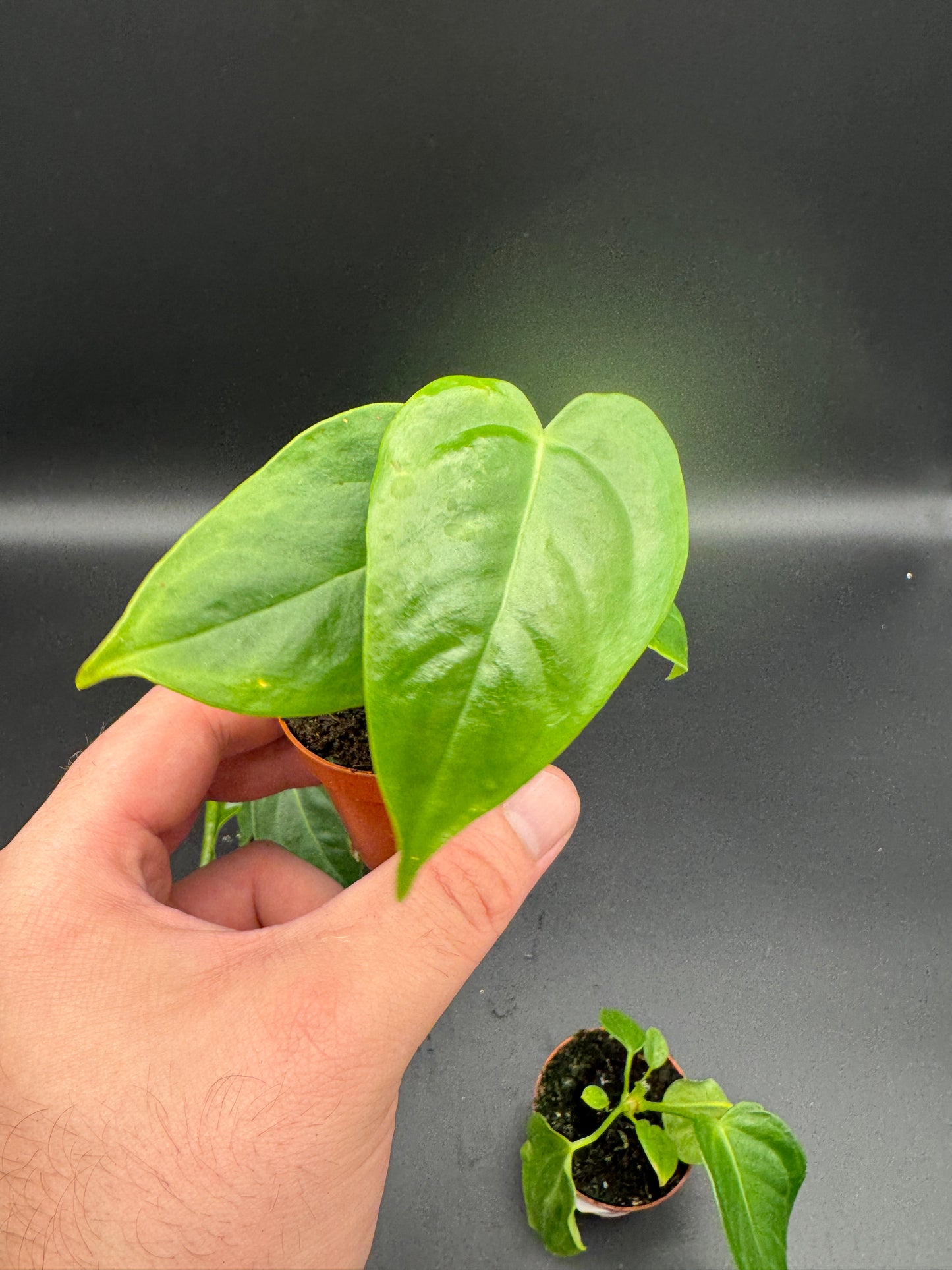Anthurium Veitchii