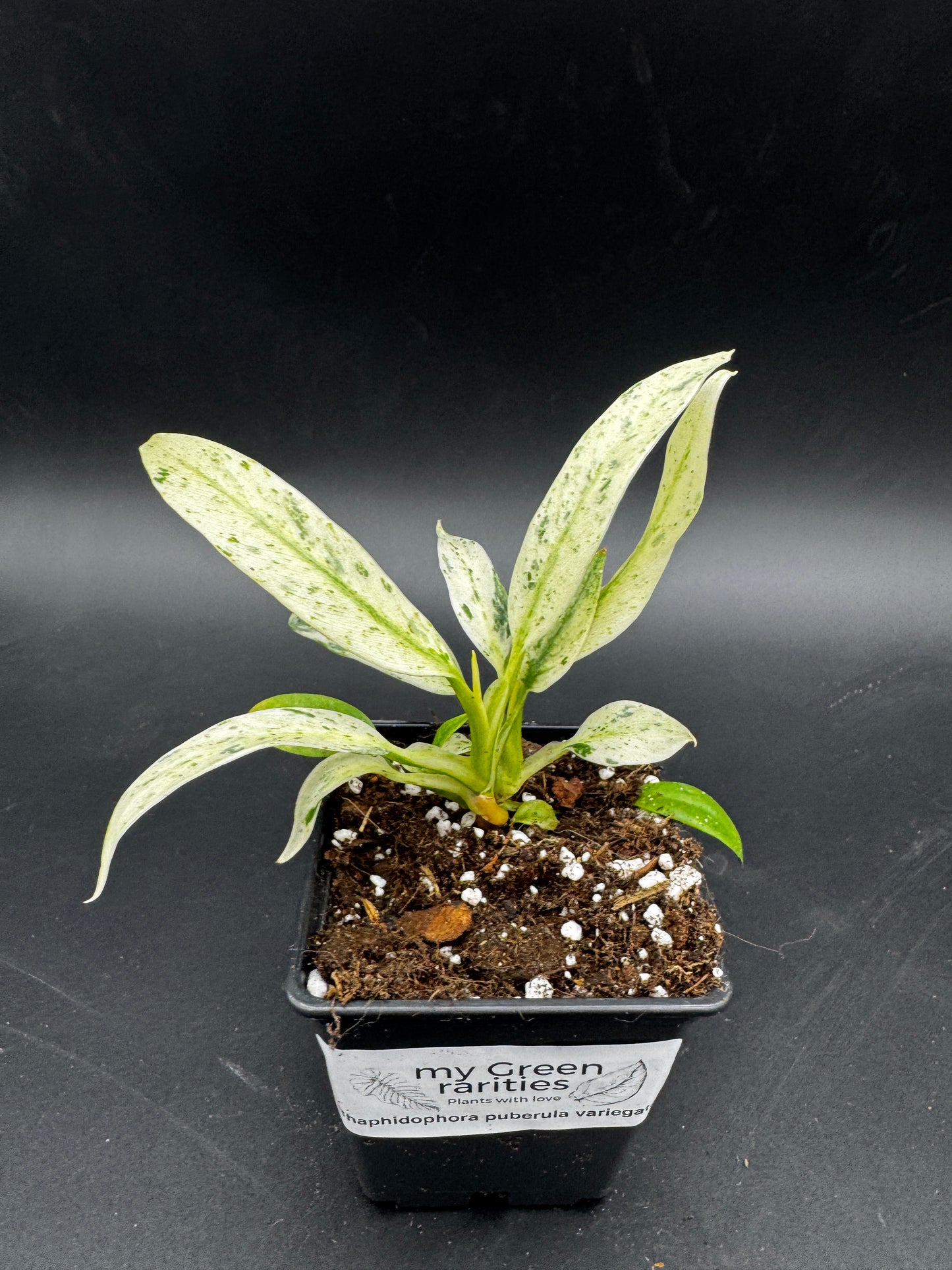 Rhaphidophora Puberula variegata