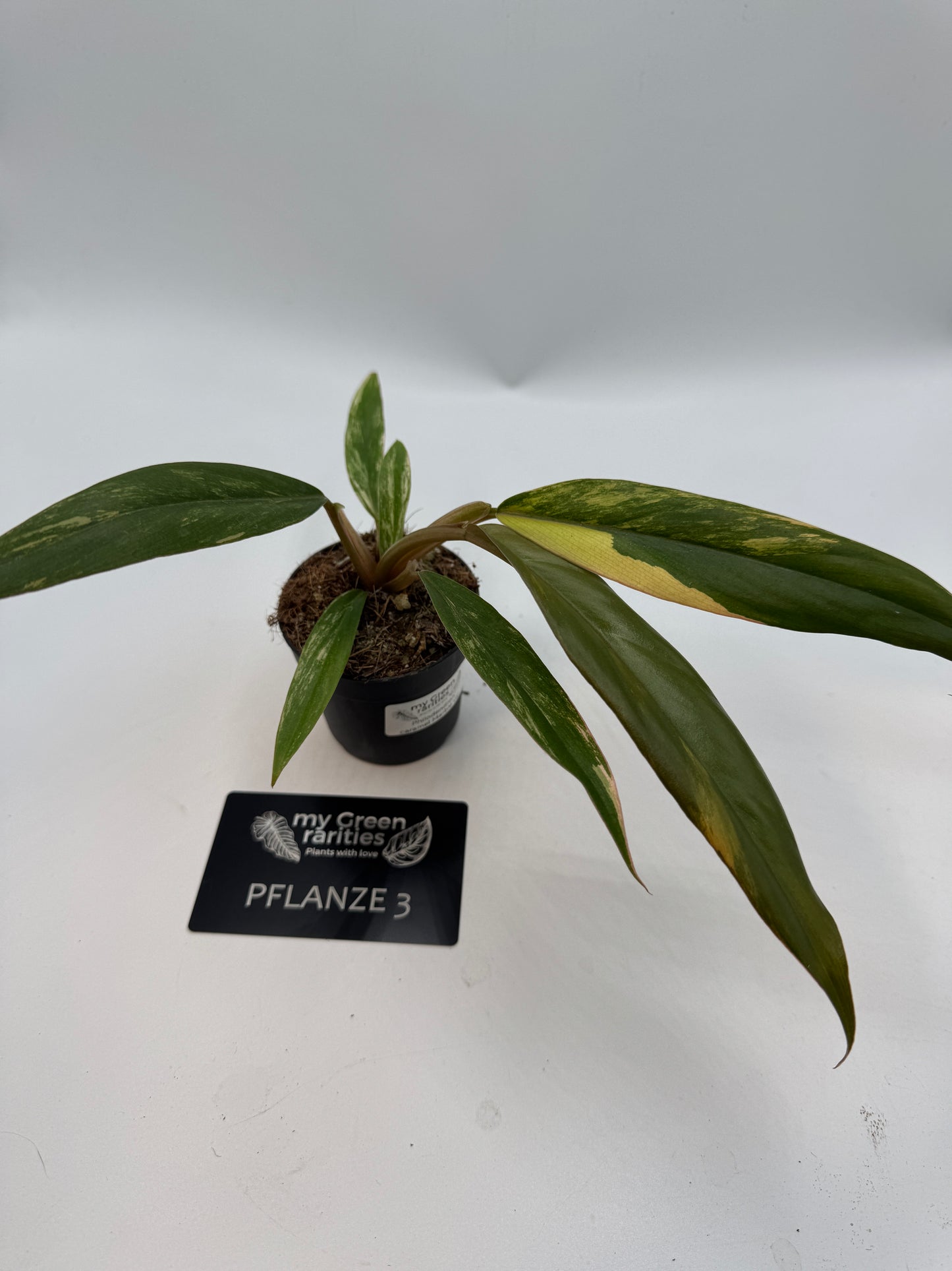 Philodendron caramel Marble variegata