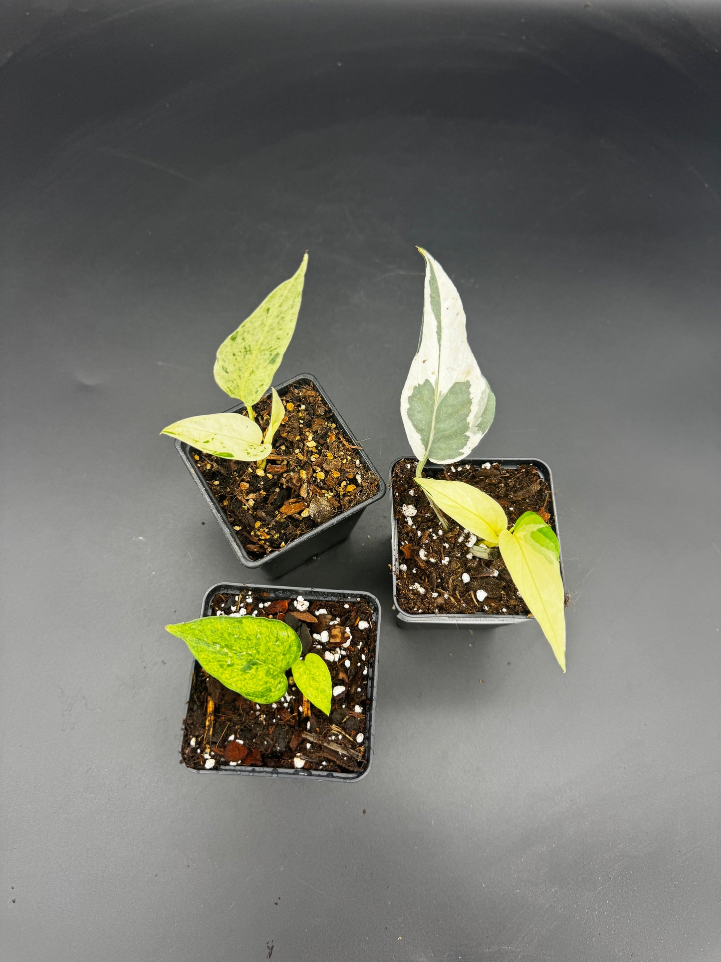 Epipremnum collector‘s Trio