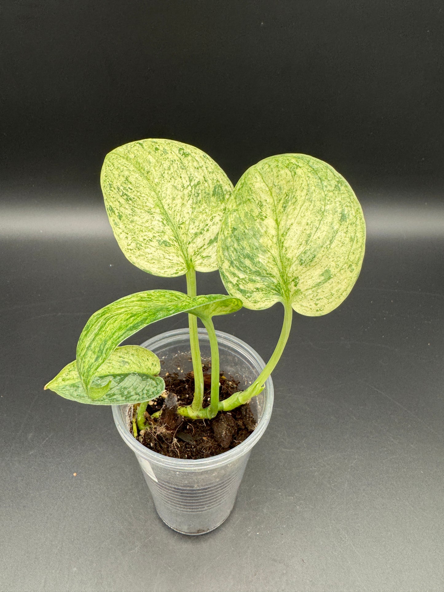 Scindapsus Silver Splash variegata