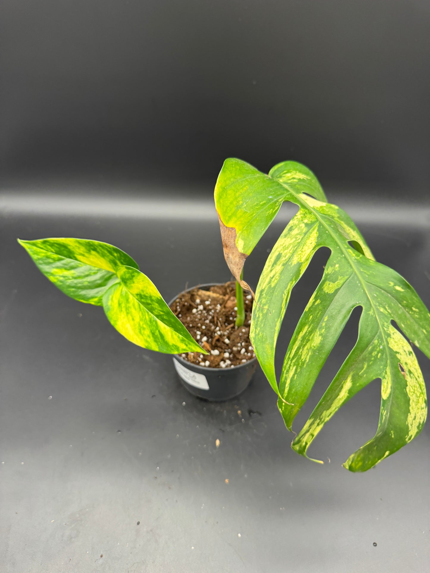 Epipremnum pinatum kujang yellow Flame