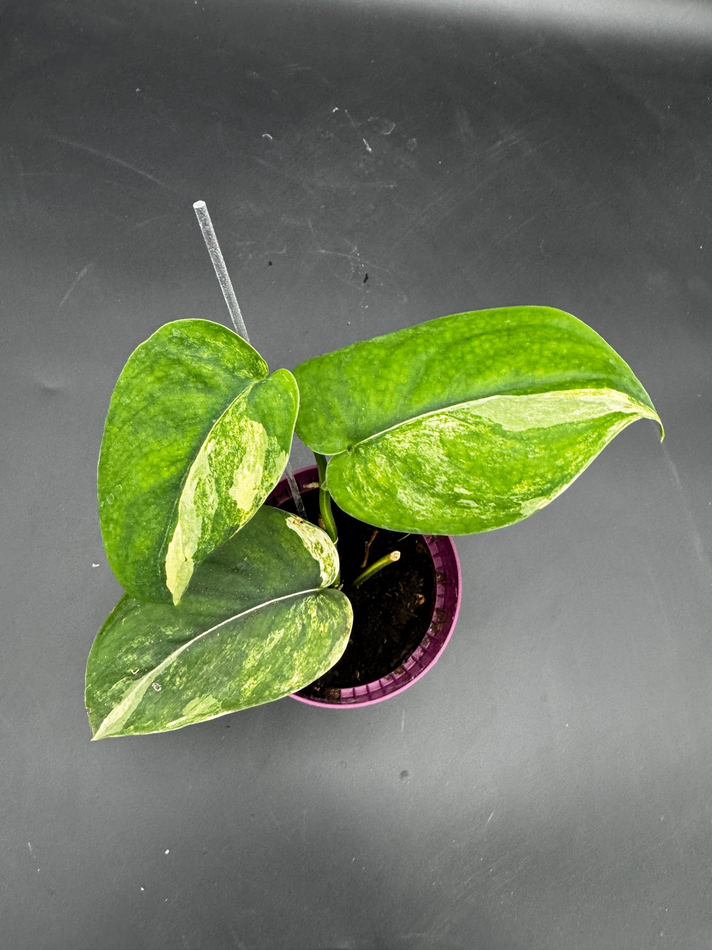 Scindapsus Jade Satin Aurea variegata
