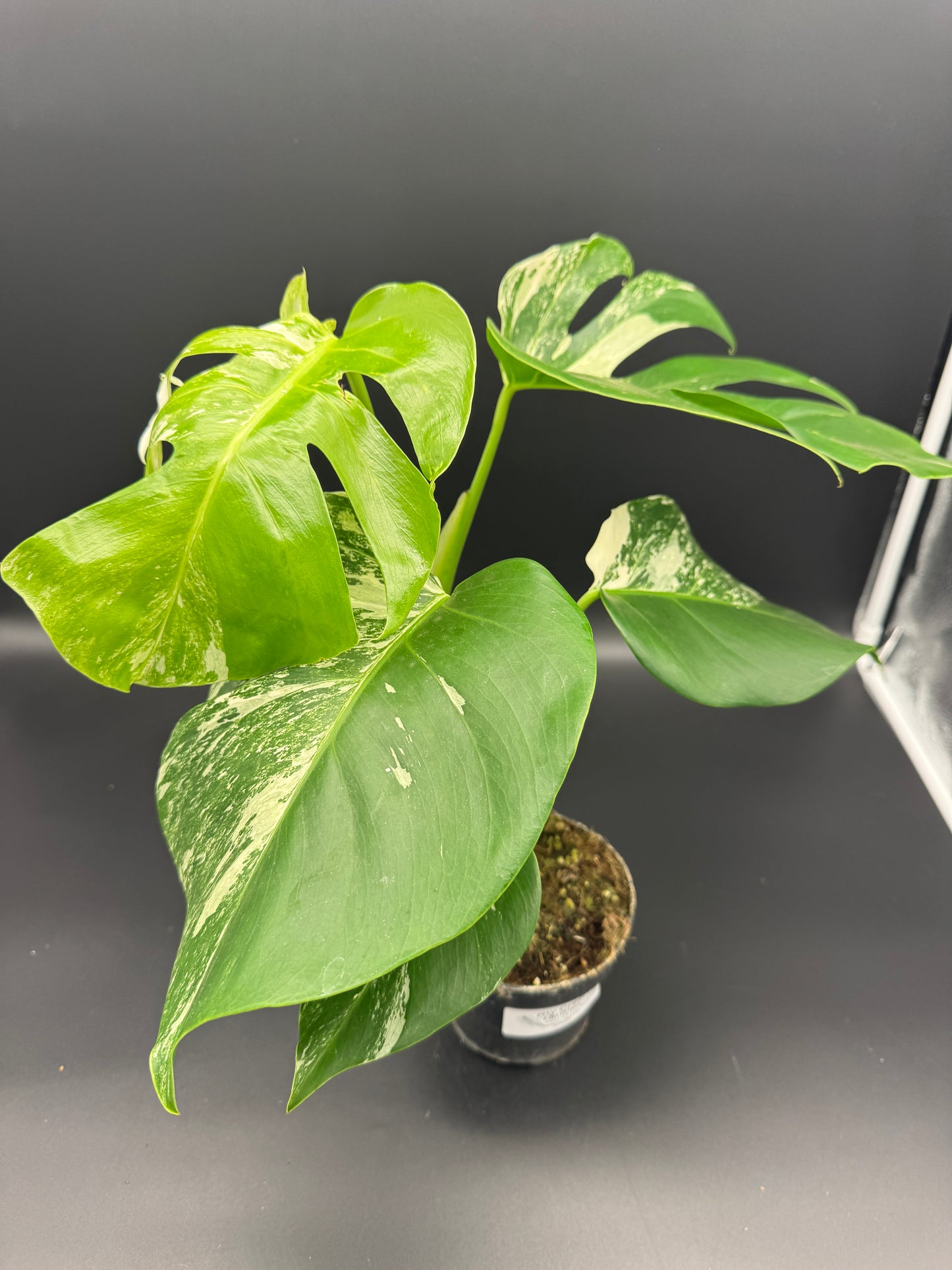 Monstera deliciosa aurea Basis mit mind. 1 Auge
