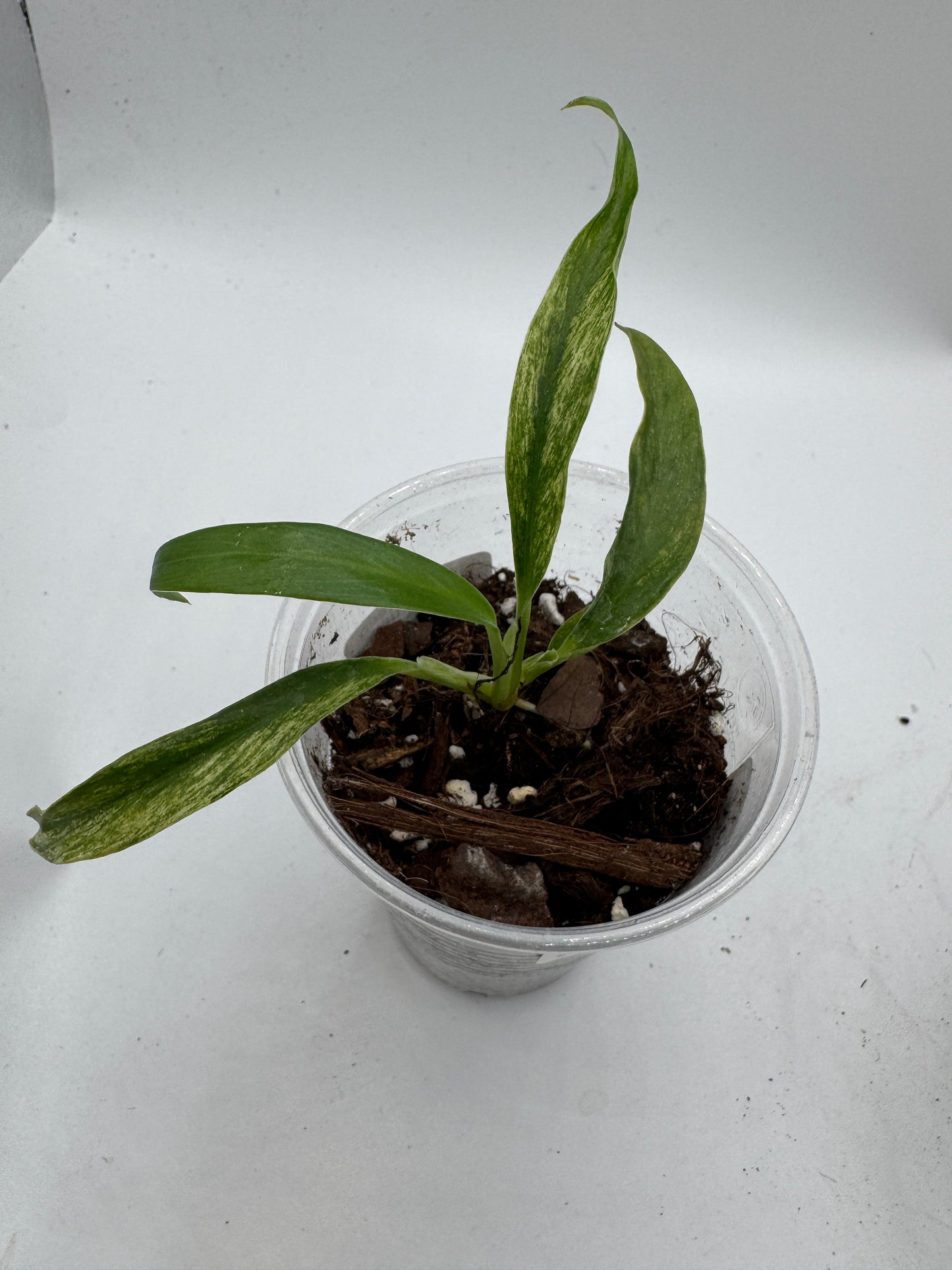 Rhaphidophora Megasperma variegata