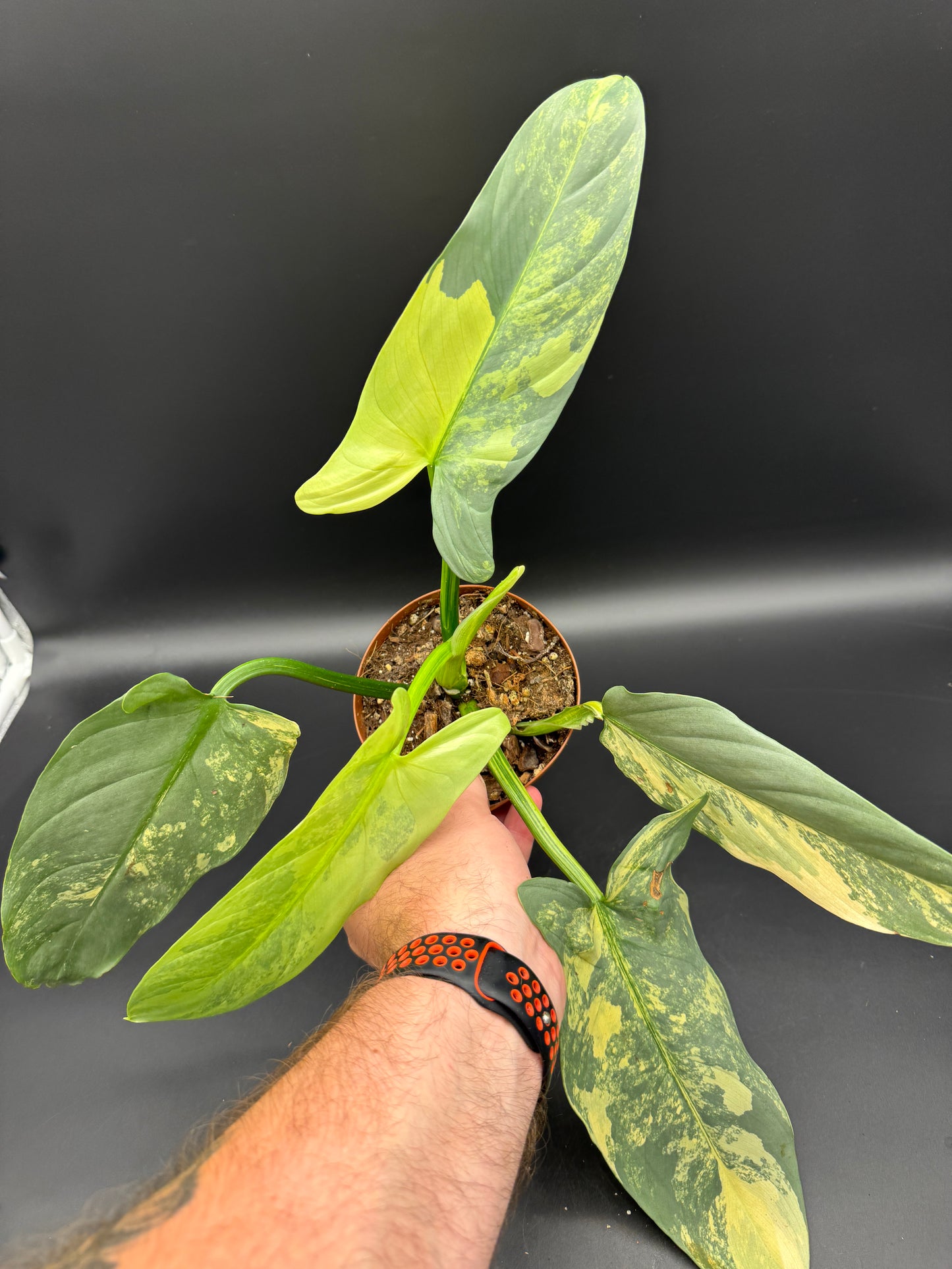 Philodendron Silver Sword variegata