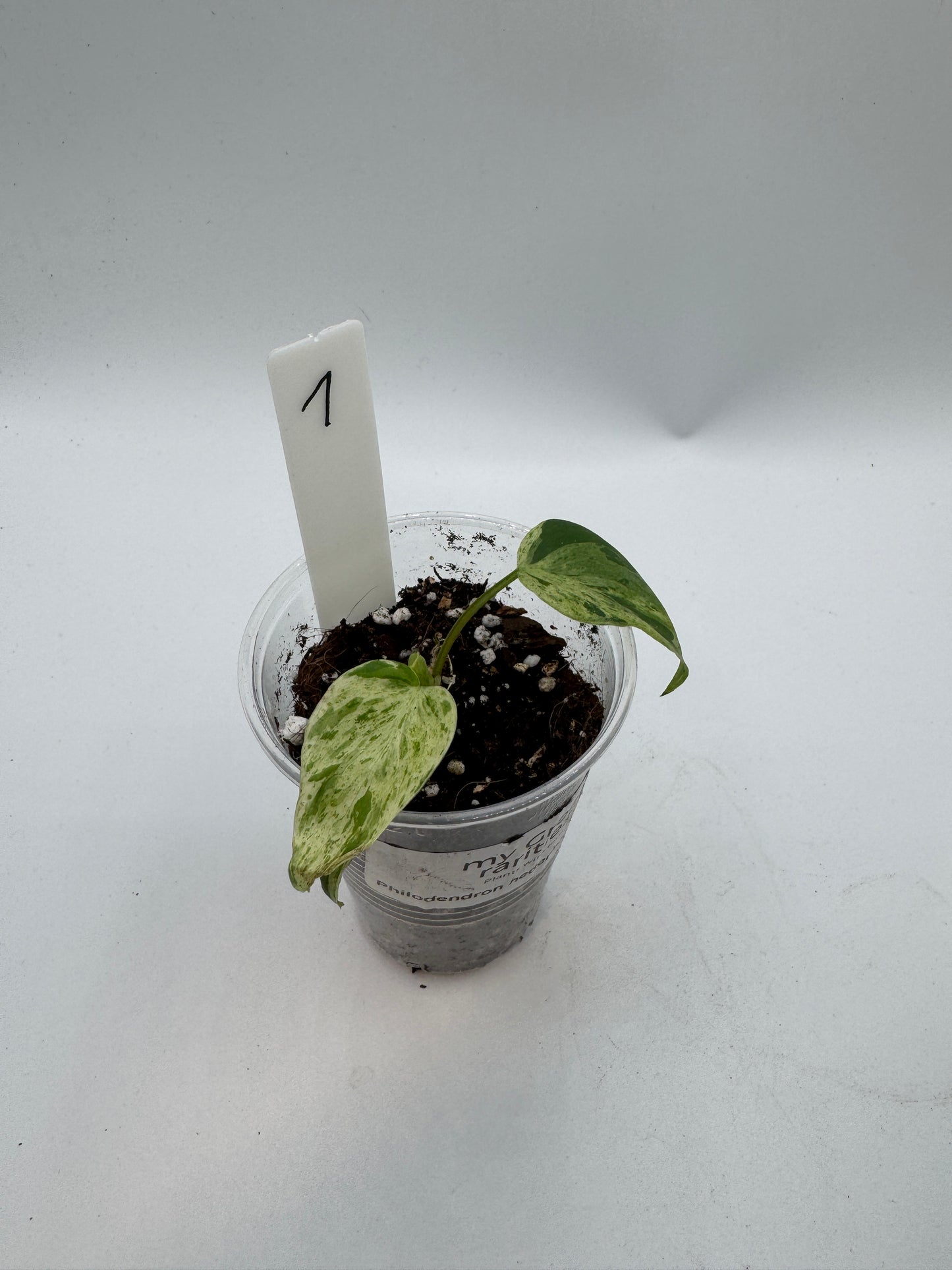 Philodendron hederaceum variegata