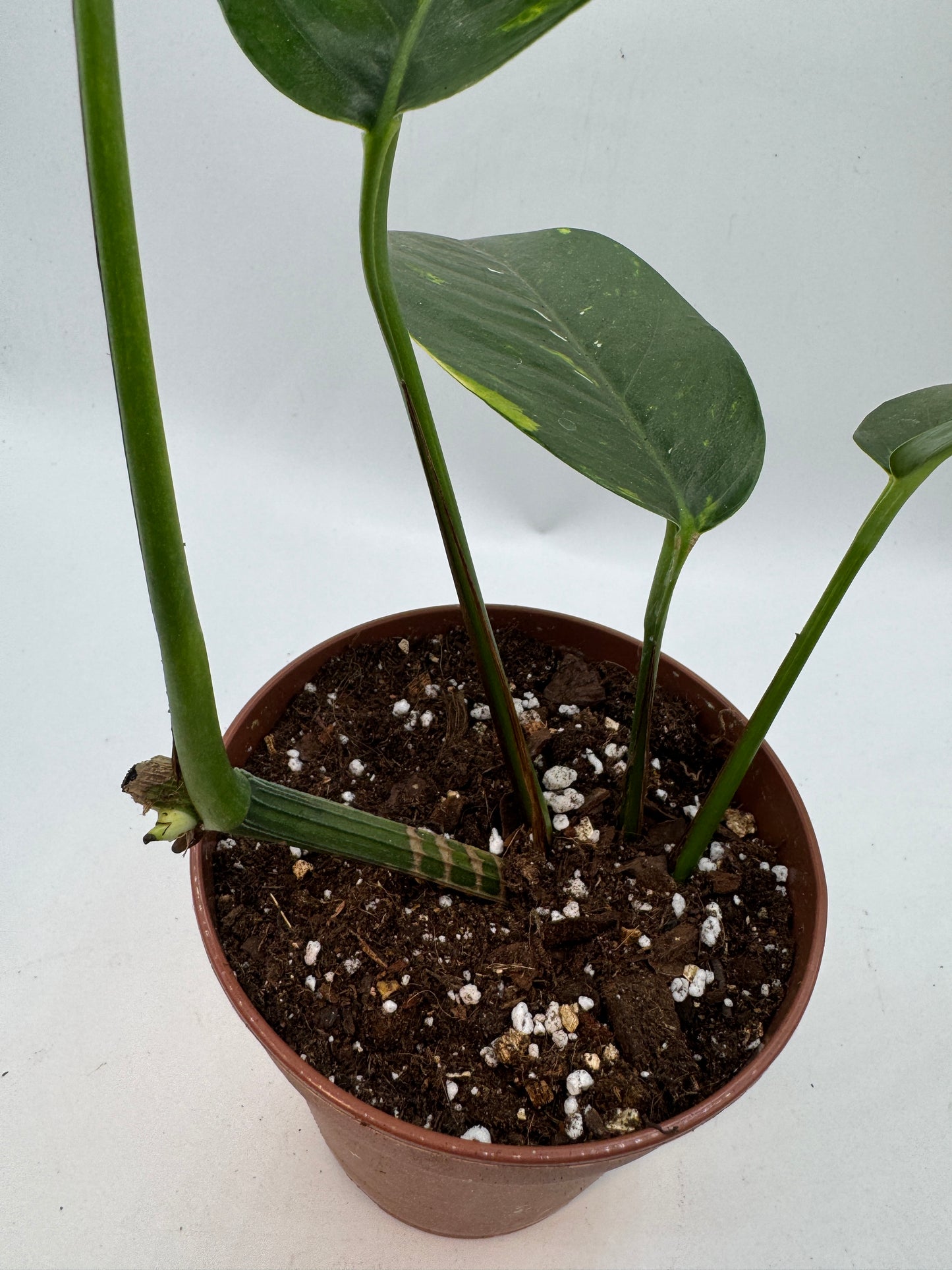 Epipremnum pinatum kujang yellow Flame