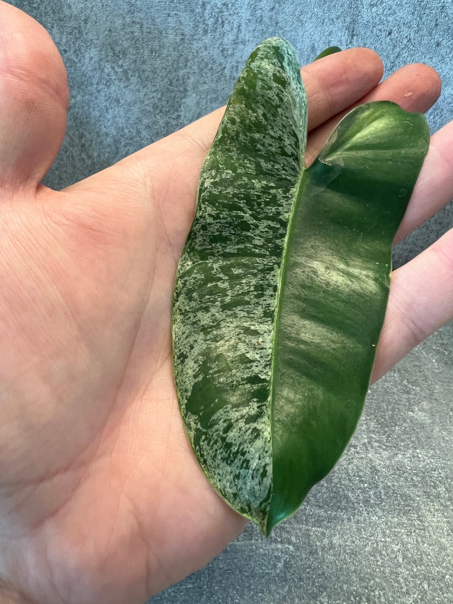 Philodendron burle marx mint variegata