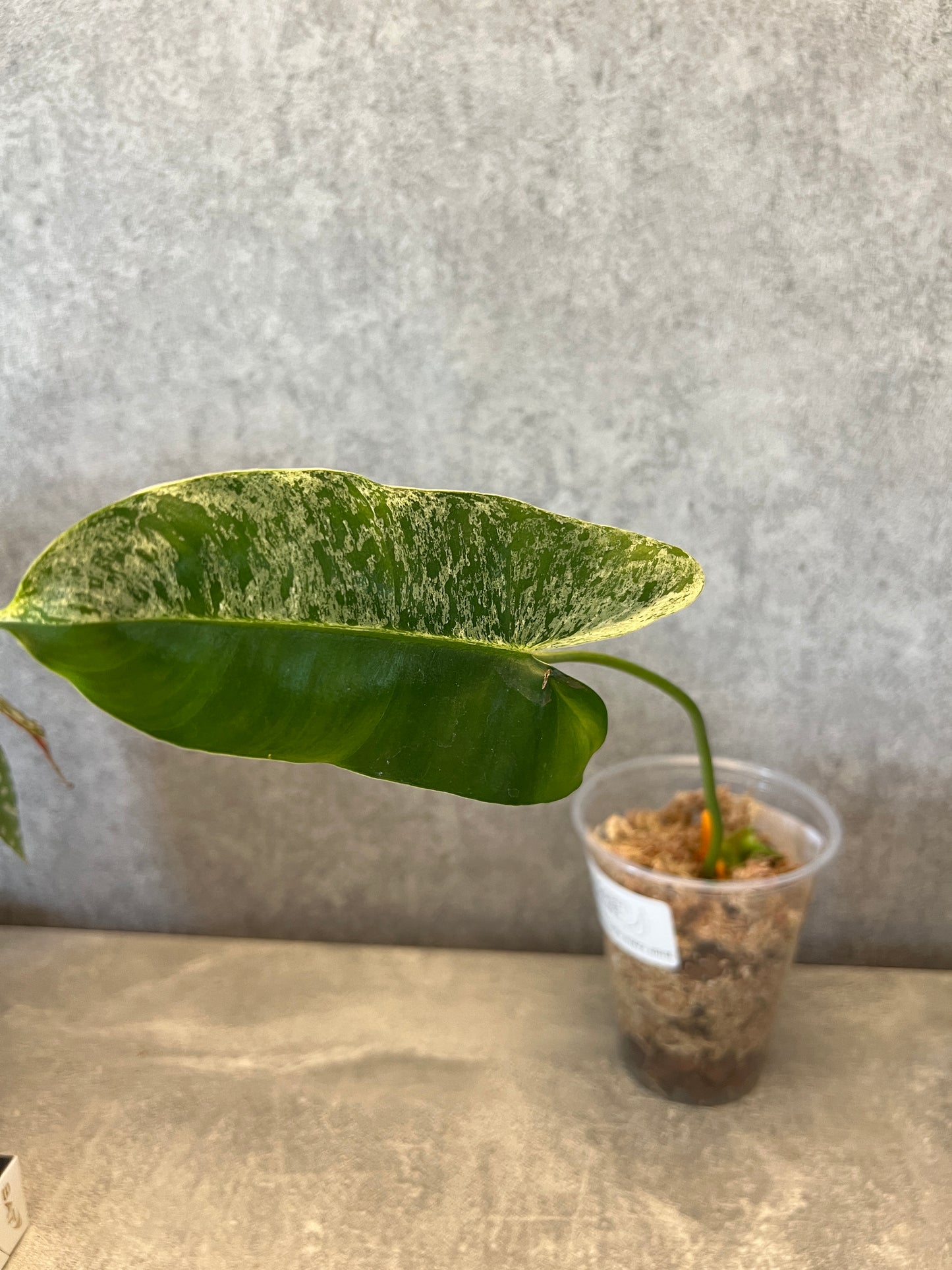 Philodendron burle marx mint variegata