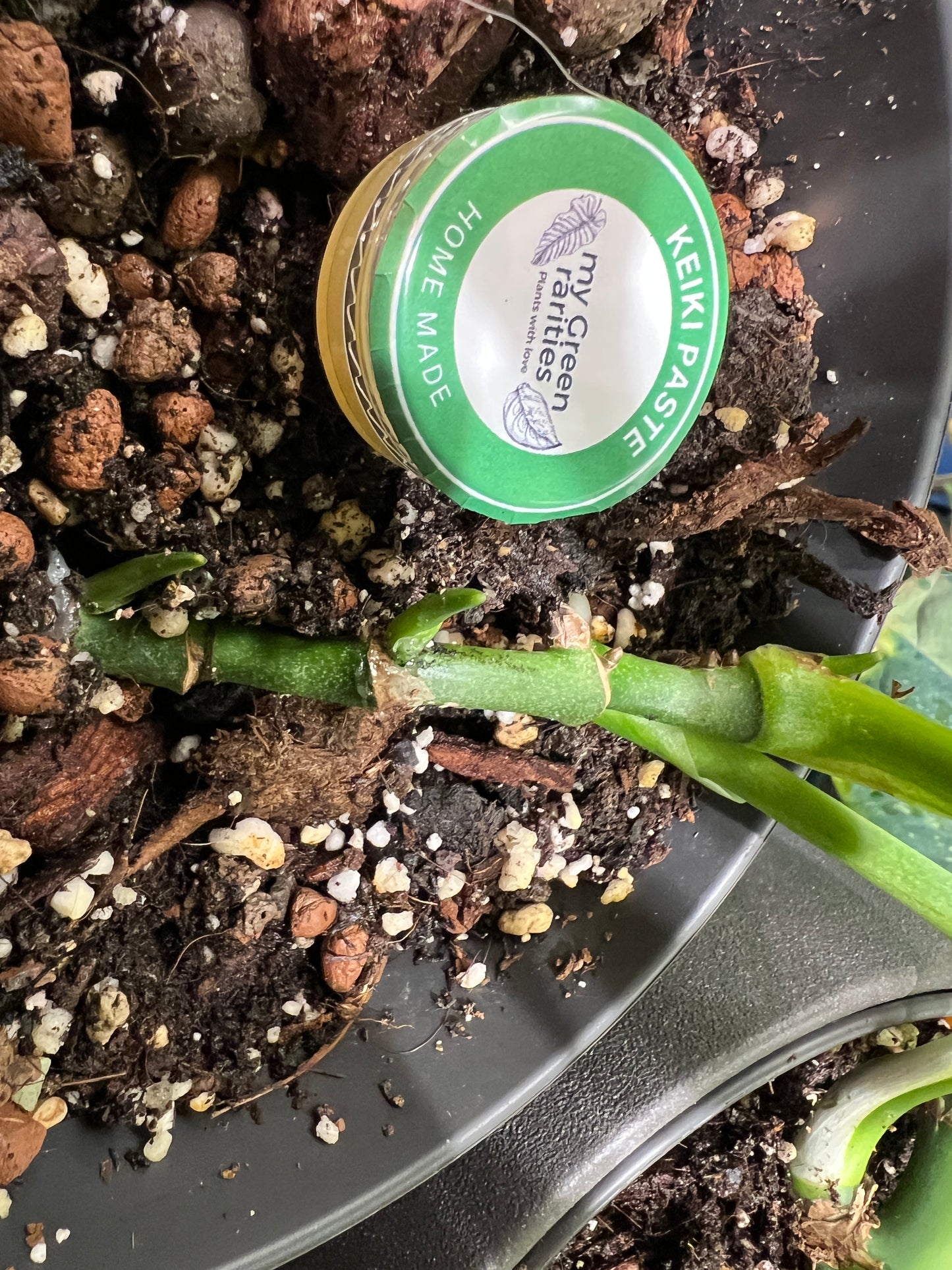 Keiki Paste