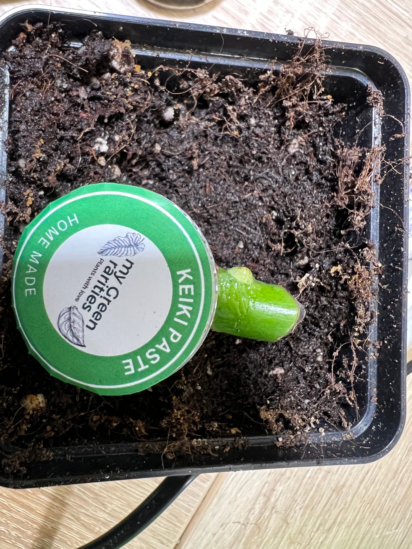 Keiki Paste