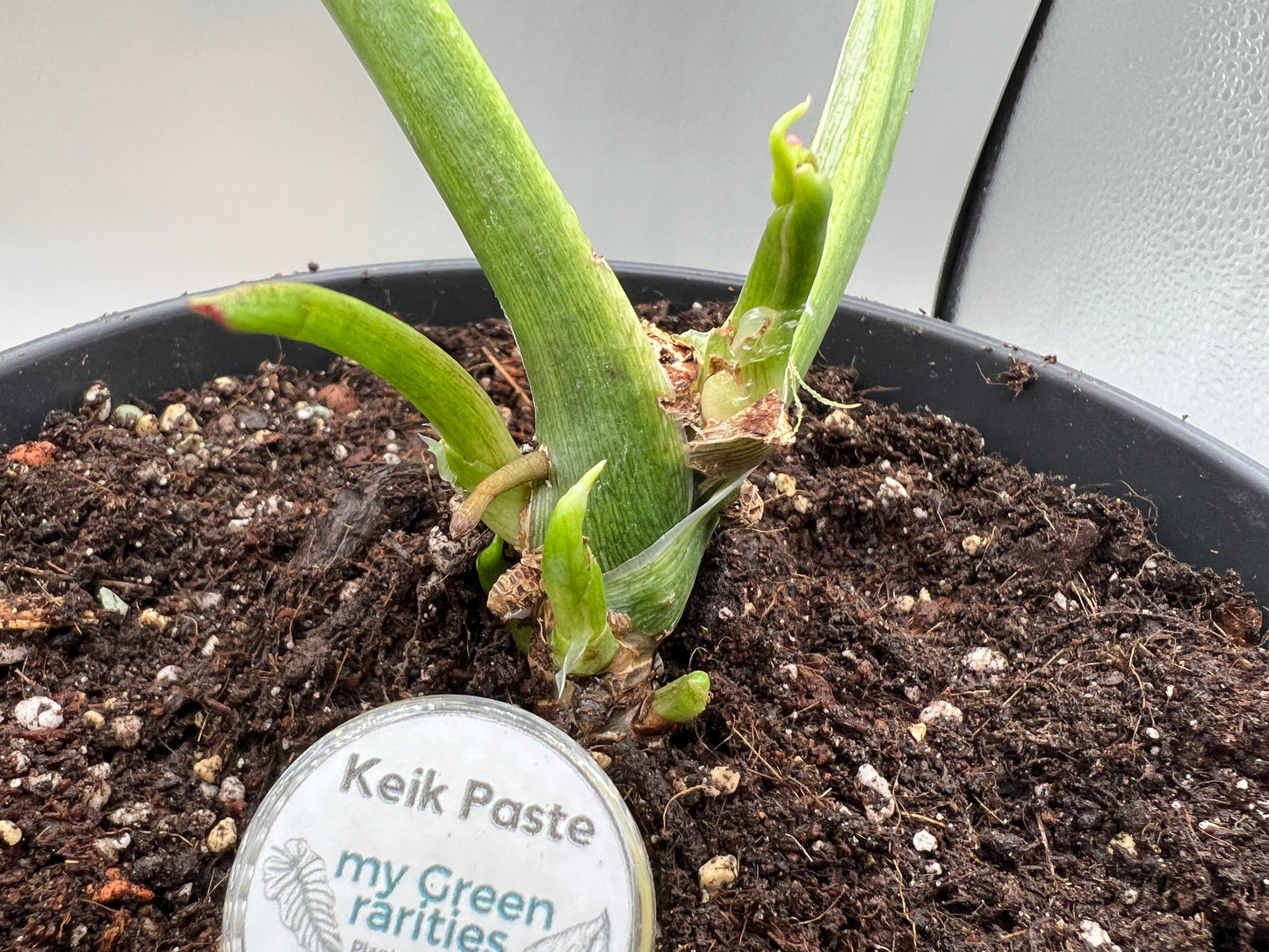 Keiki Paste