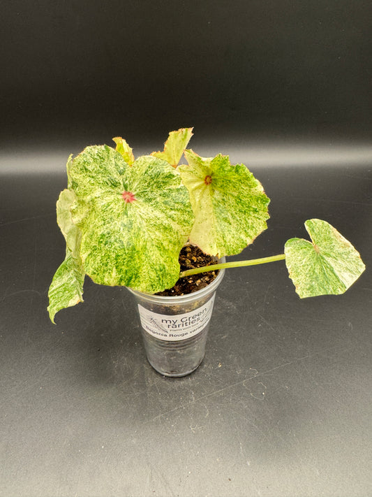 Begonia Rouge variegata