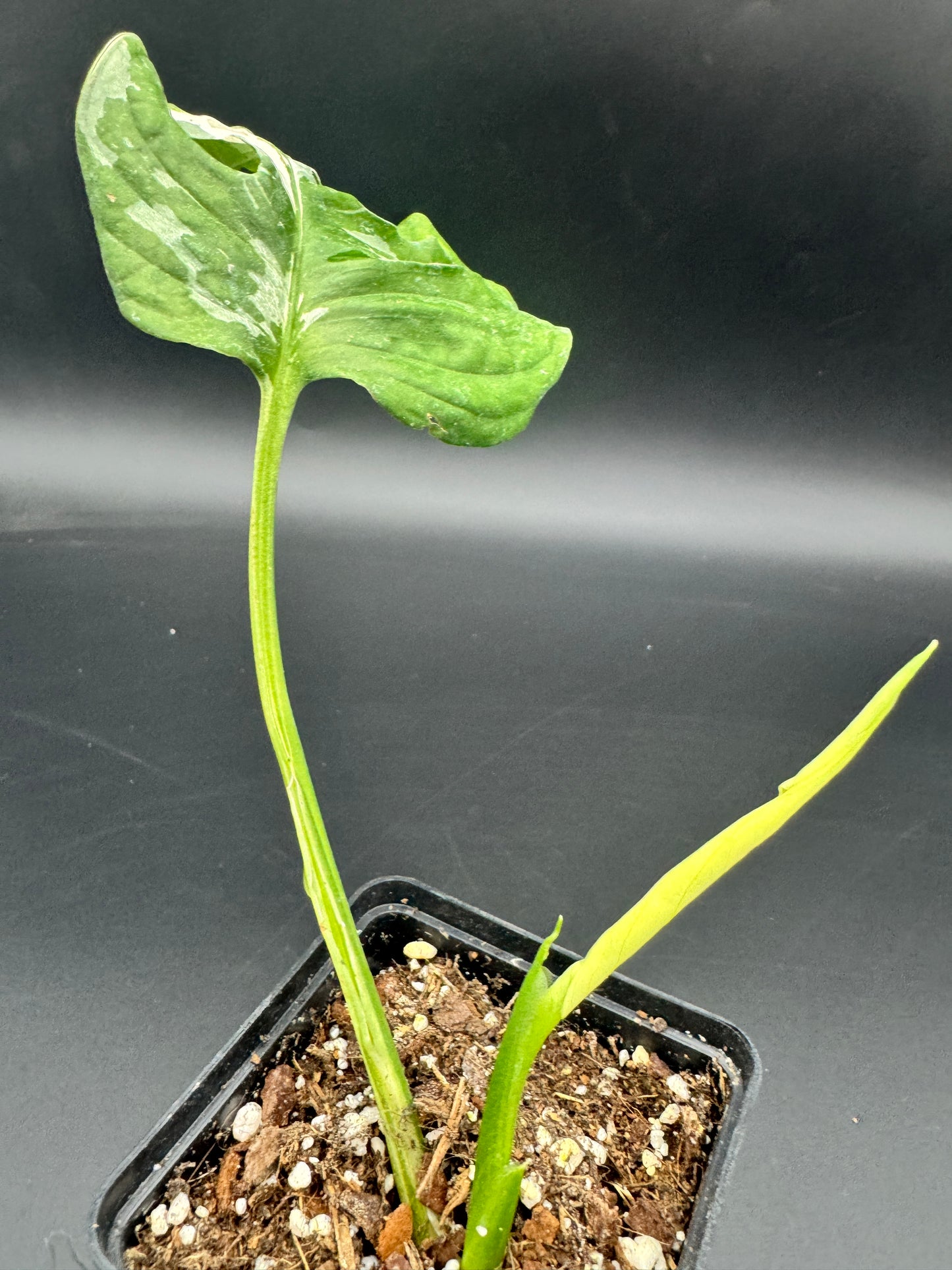 Monstera Adansonii albo variegata