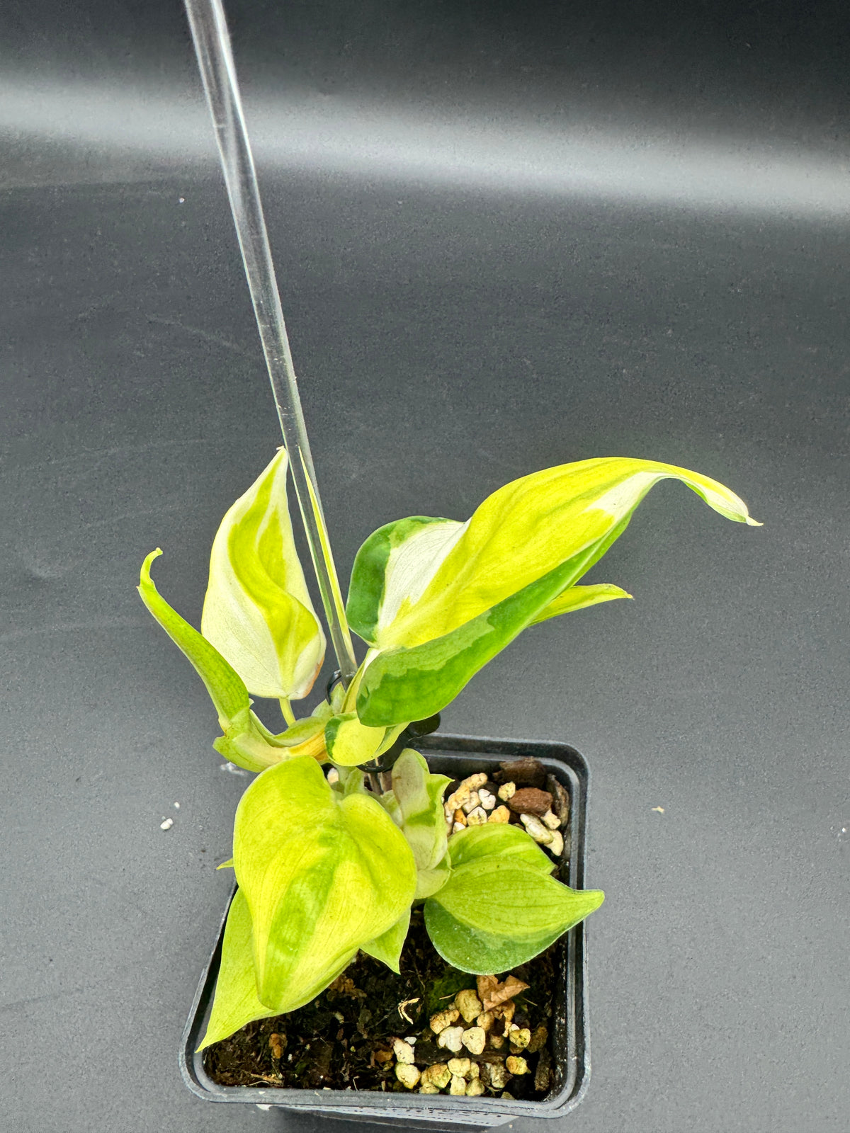 Philodendron cream splash