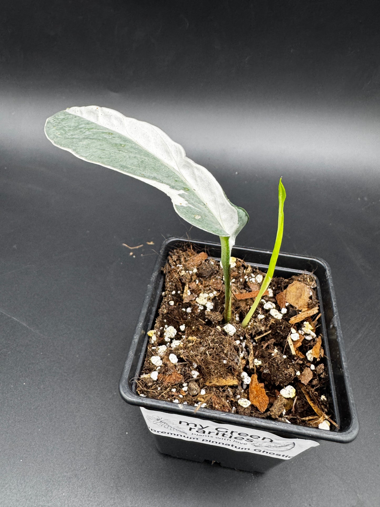Epipremnum pinnatum Ghostie