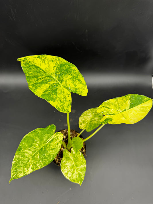 Alocasia Gageana Aurea