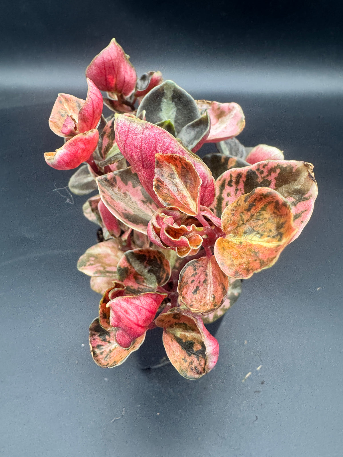 Peperomia Creme brulee