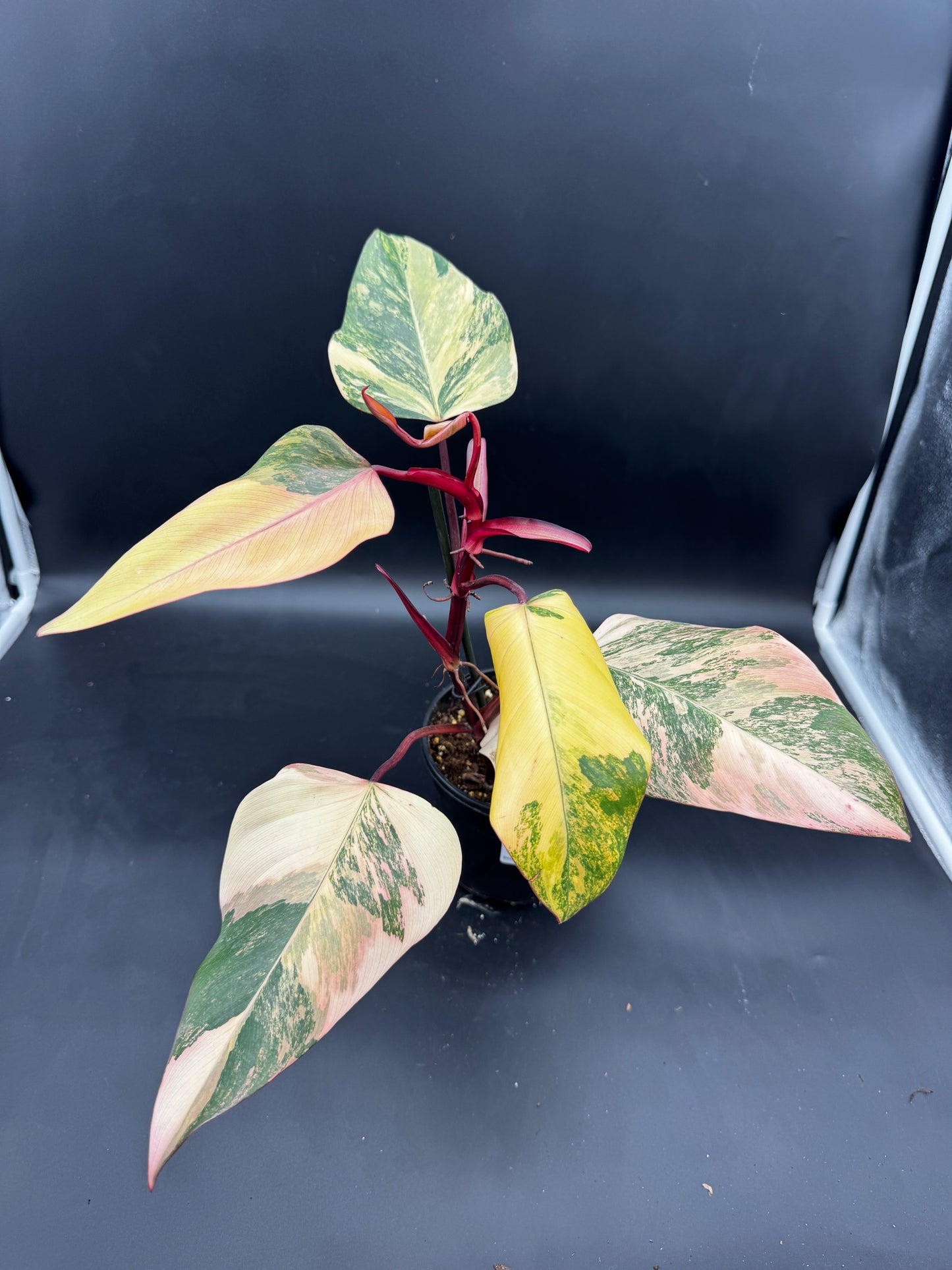 Philodendron strawberry Shake
