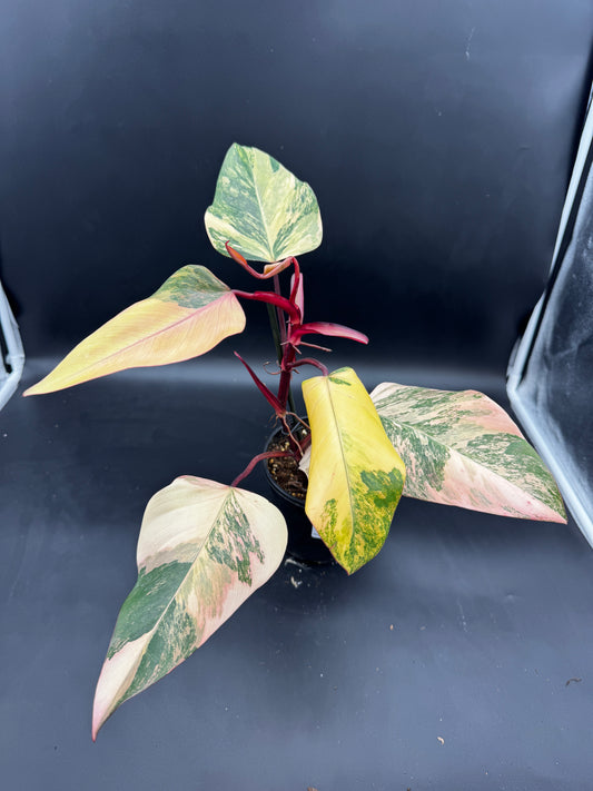 Philodendron strawberry Shake