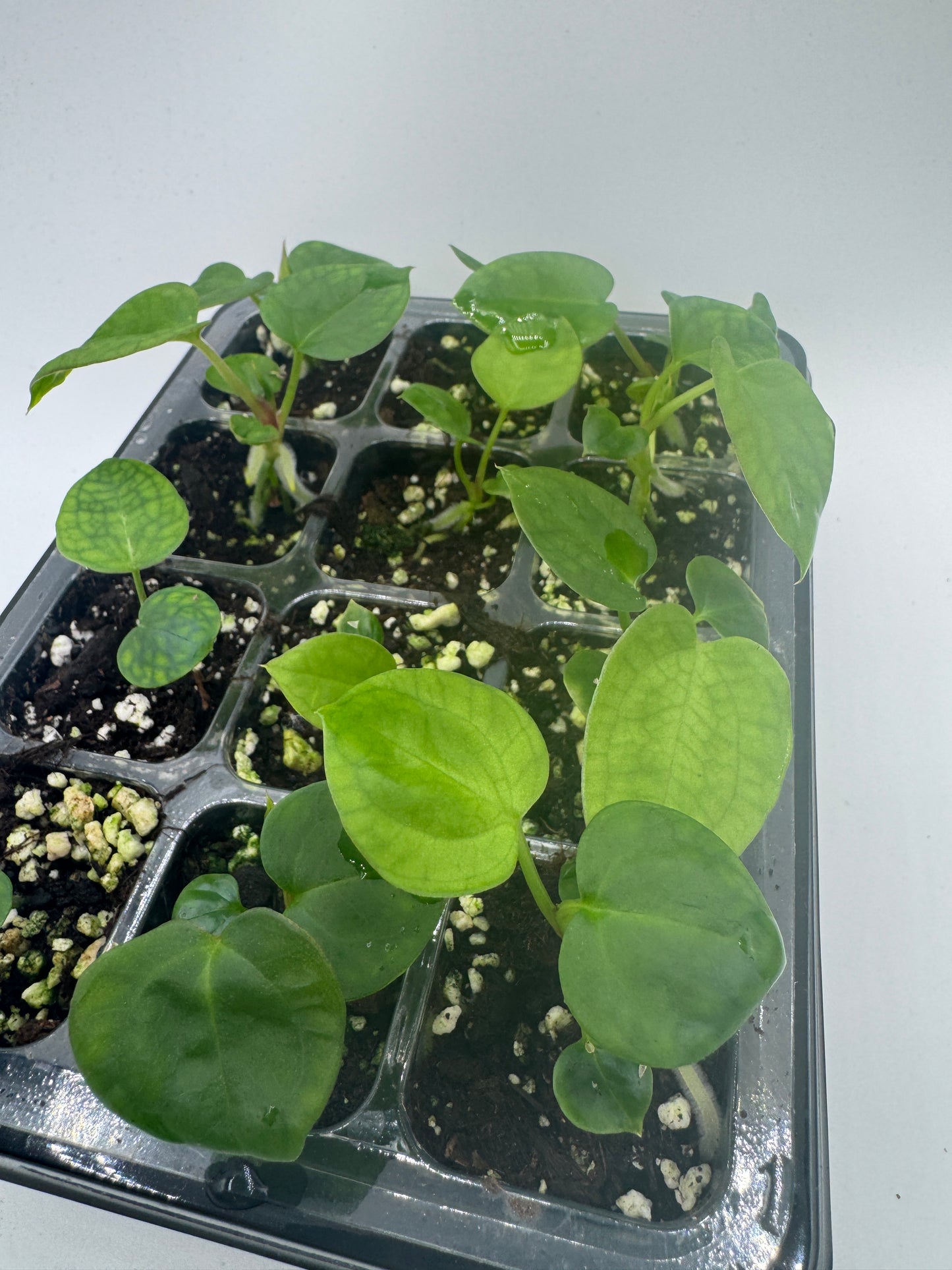 Anthurium Michelle x Michelle (1 Pflanze)