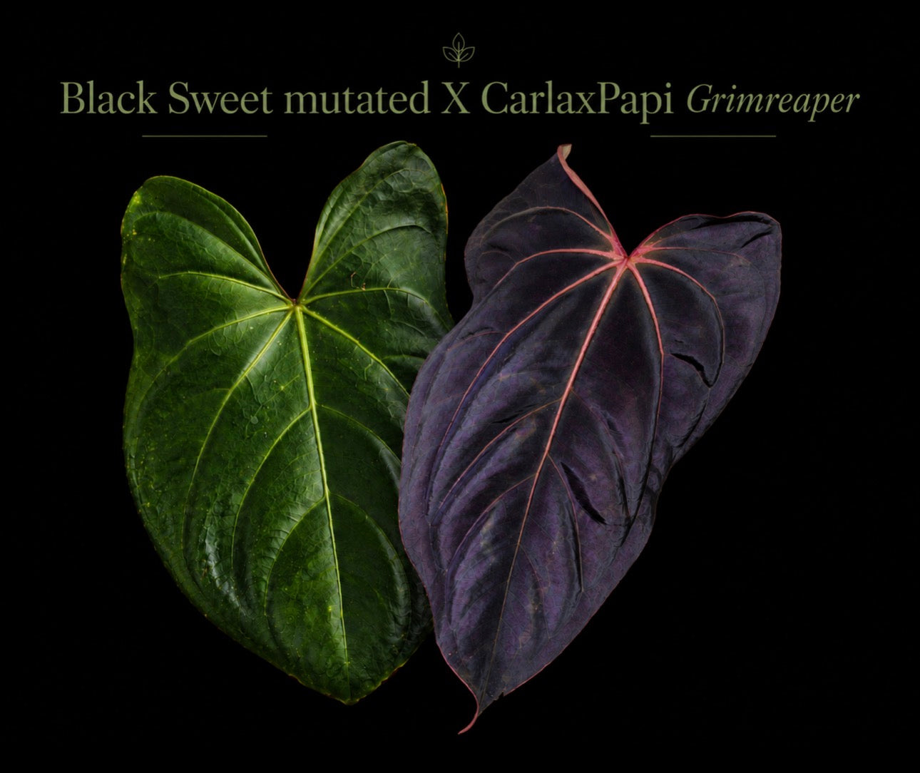 Anthurium Black Sweet mutated X CarlaxPapi Grimreaper seedlings
