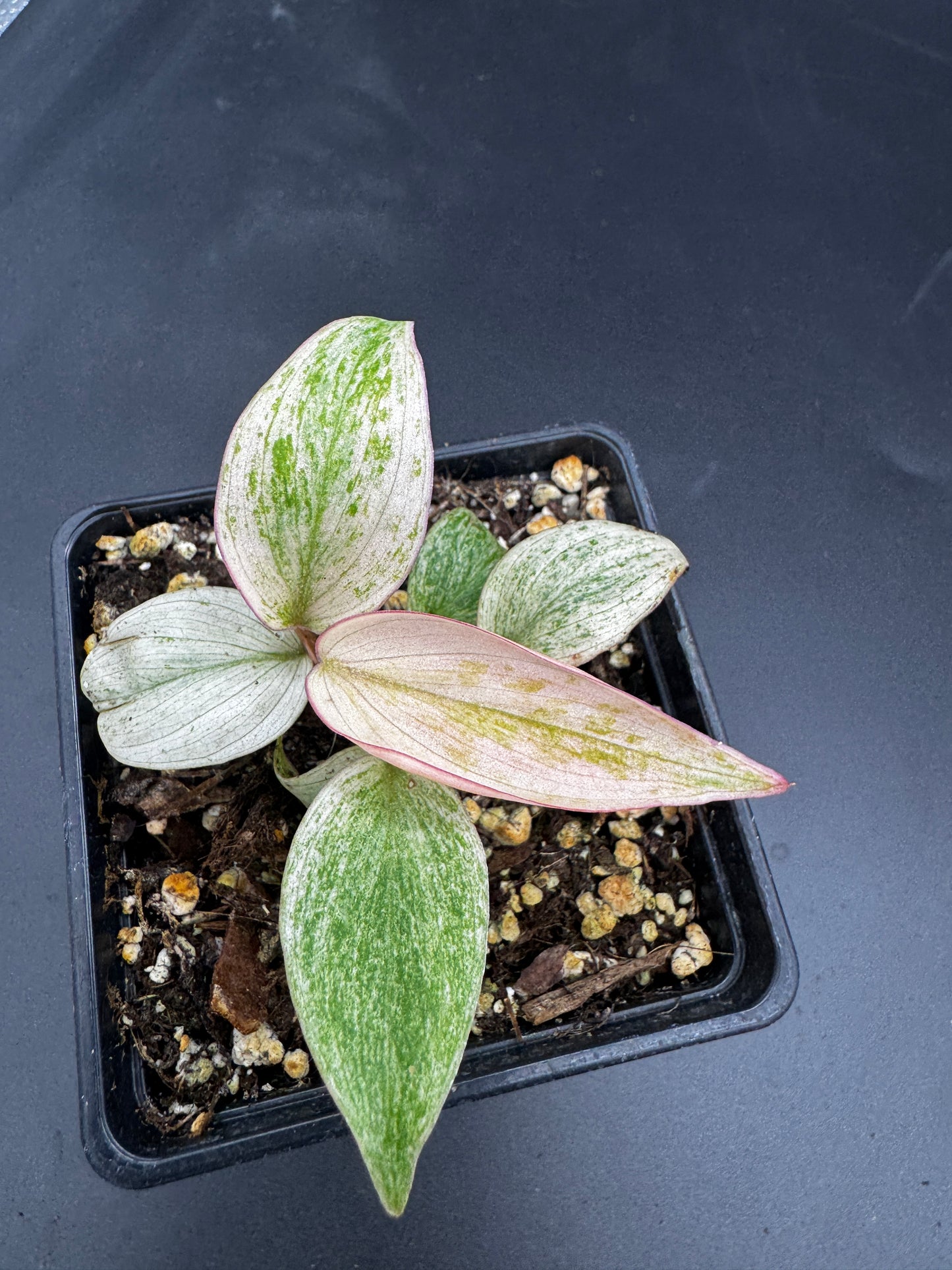 Philodendron micans pink marble variegata