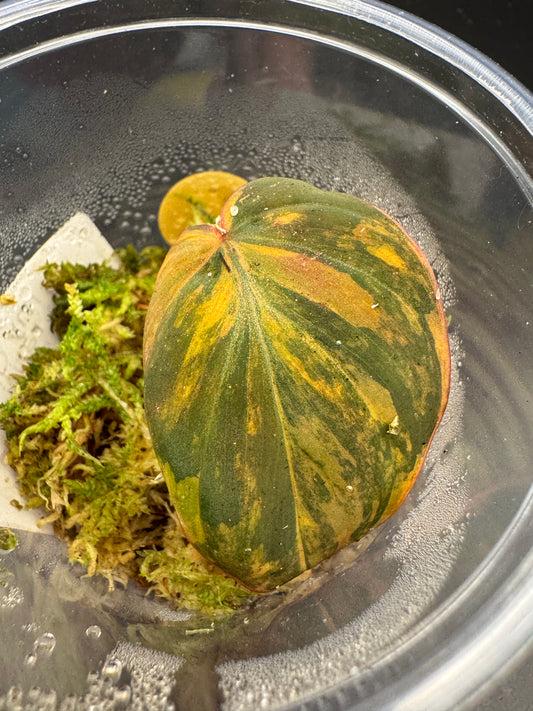 Philodendron Micans variegata