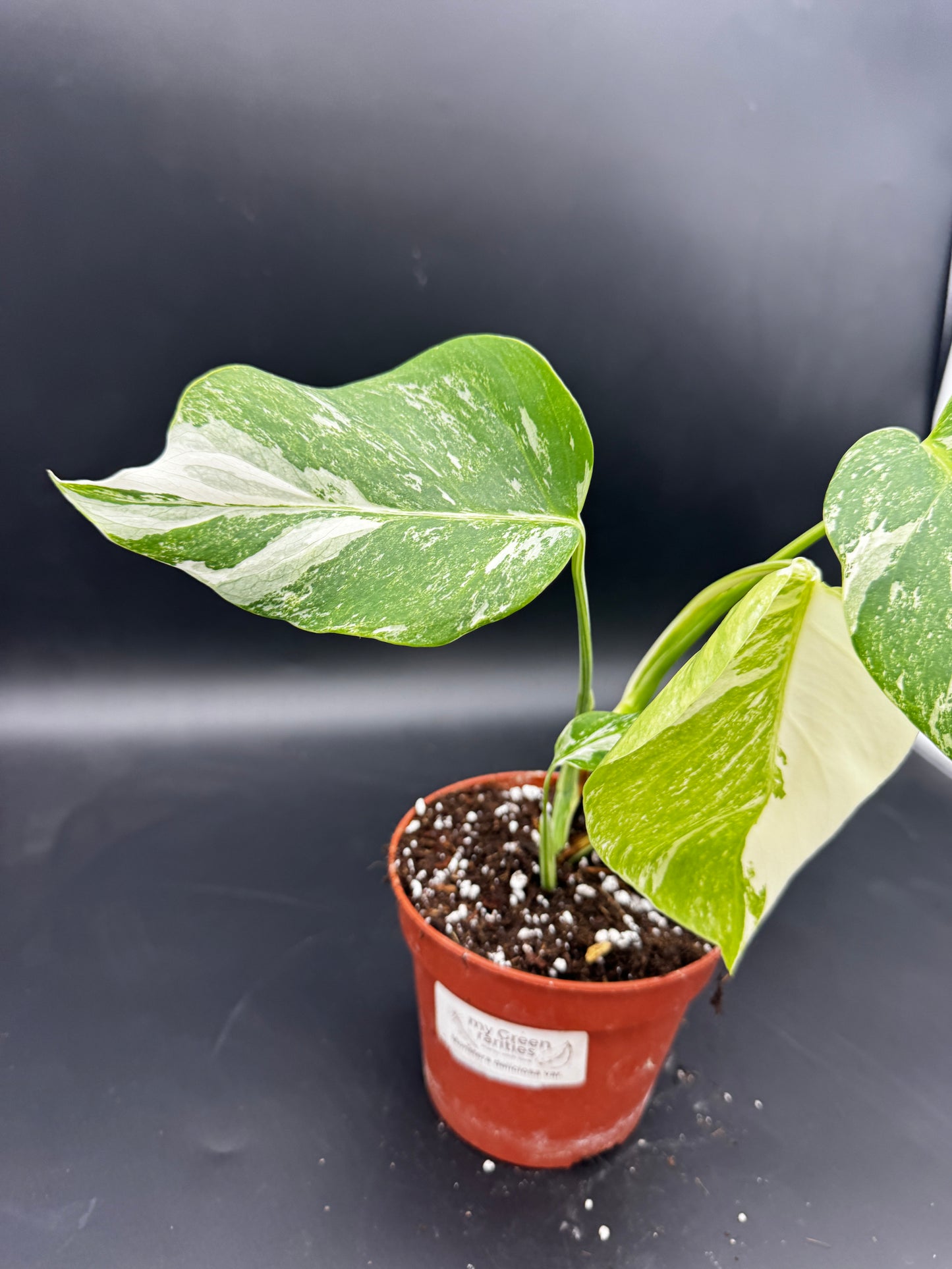 Monstera deliciosa variegata