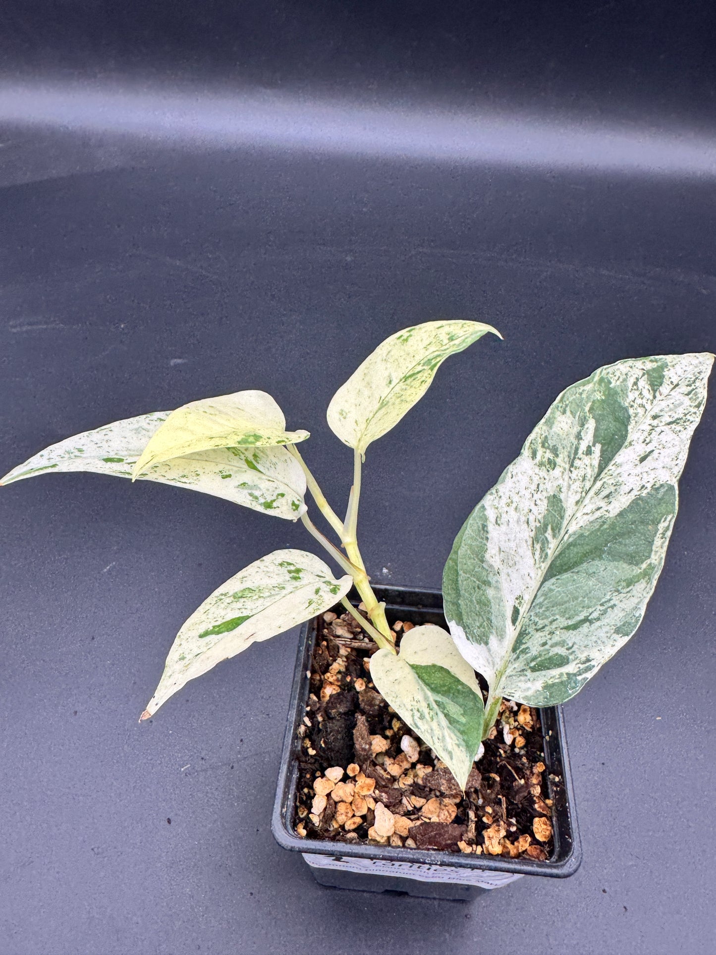 Epipremnum pinnatum Cebu Blue Marble variegata