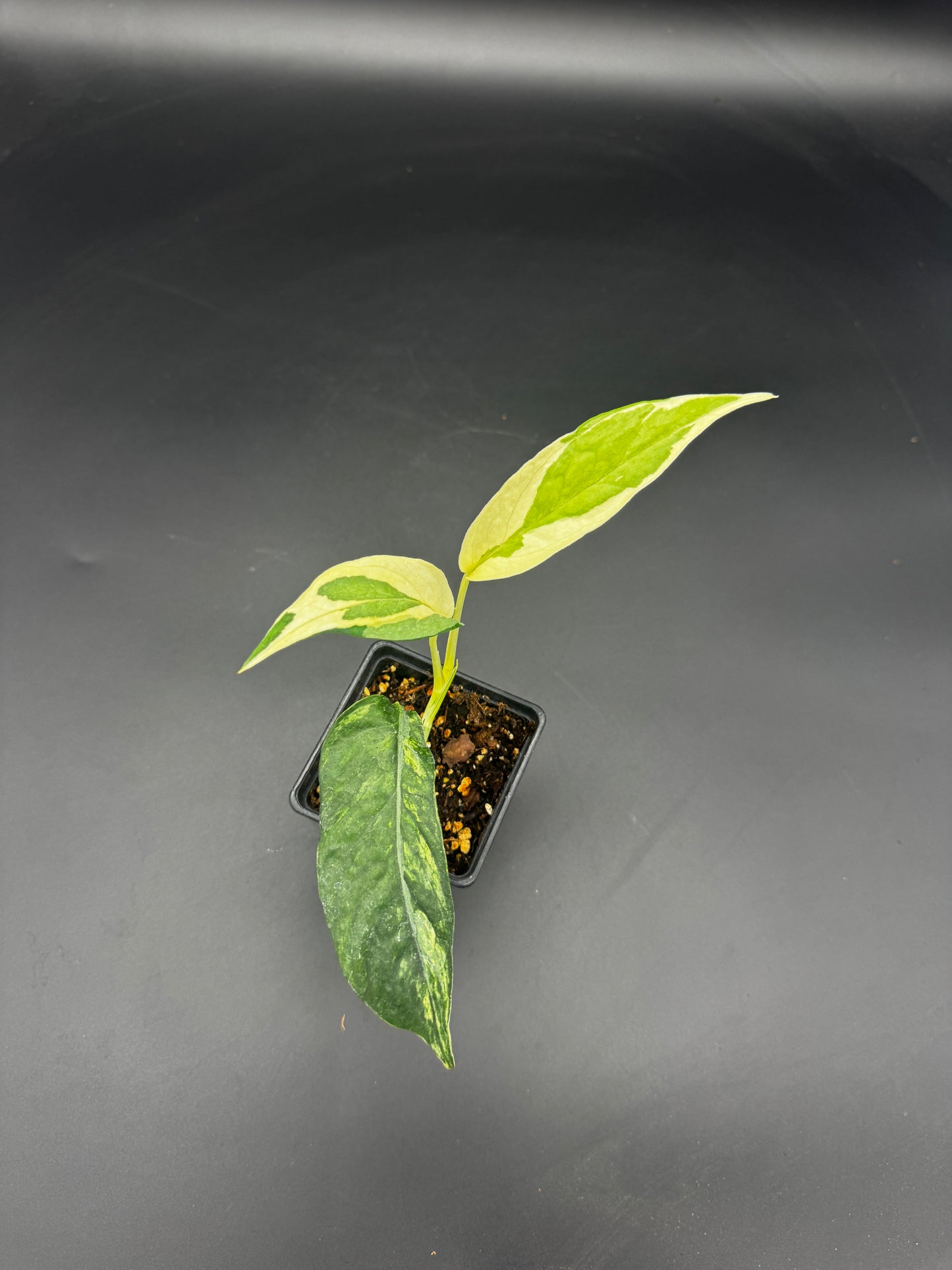 Epipremnum pinnatum Ghostie