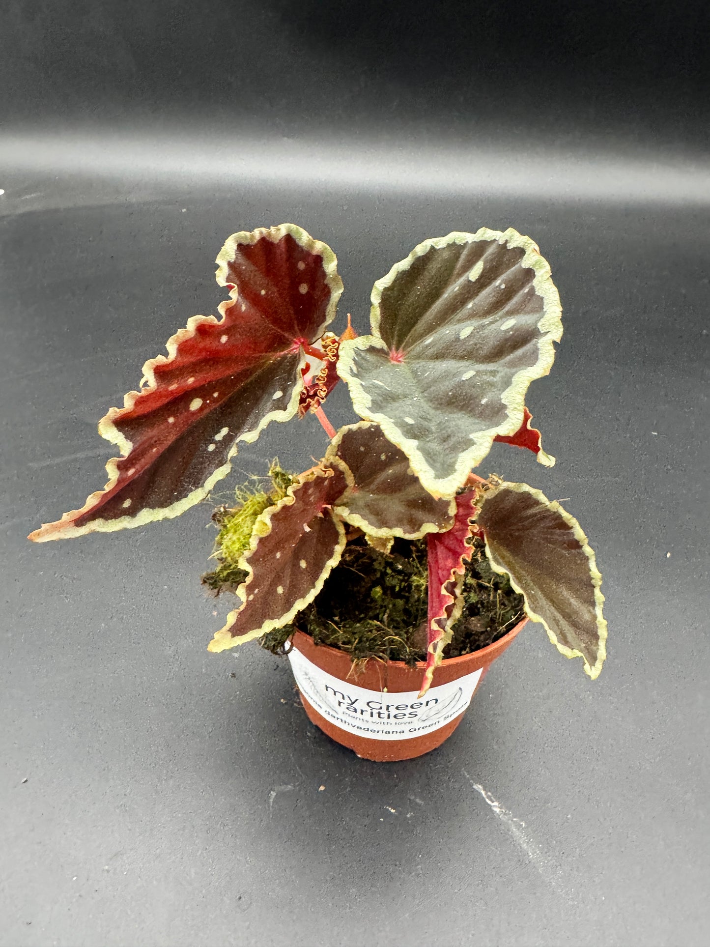 Begonia Darthvaderiana Green Spots