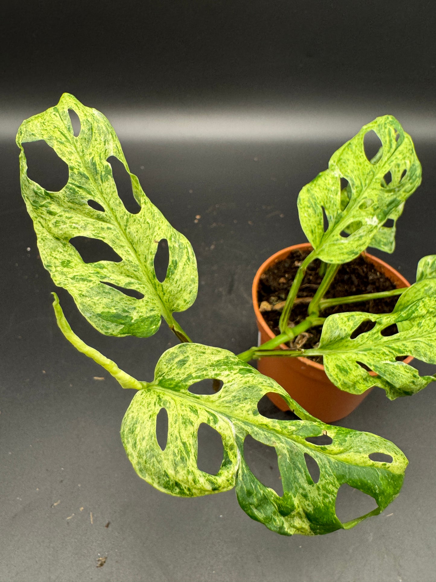 Monstera adansonii Frozen freckles