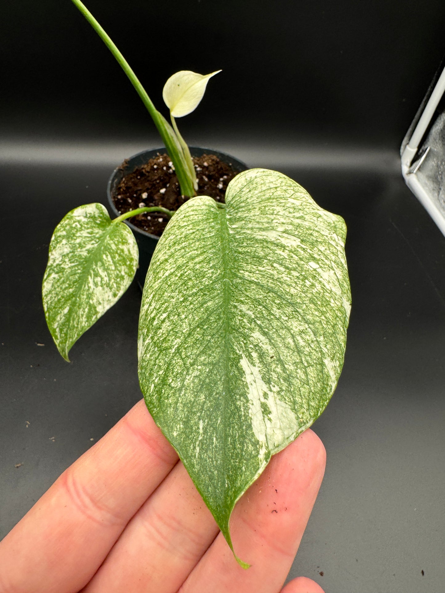 Monstera mint variegata mit Neuaustrieb