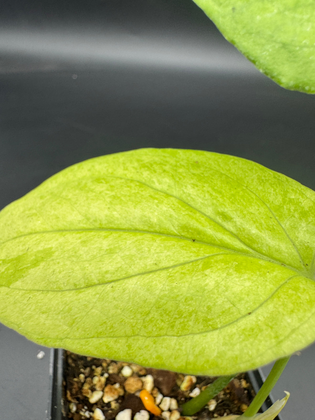 Amydrium Medium mint Variegata