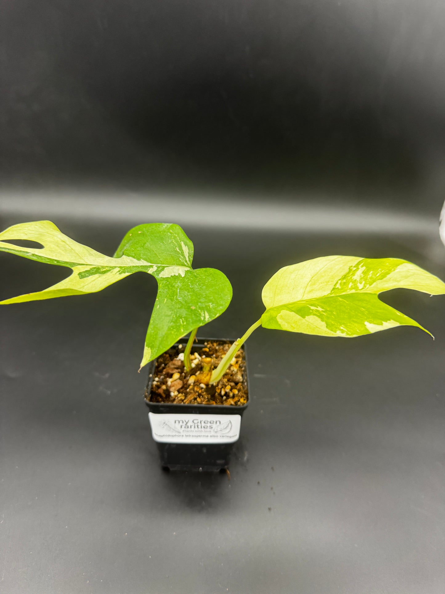 Rhaphidophora tetrasperma variegata