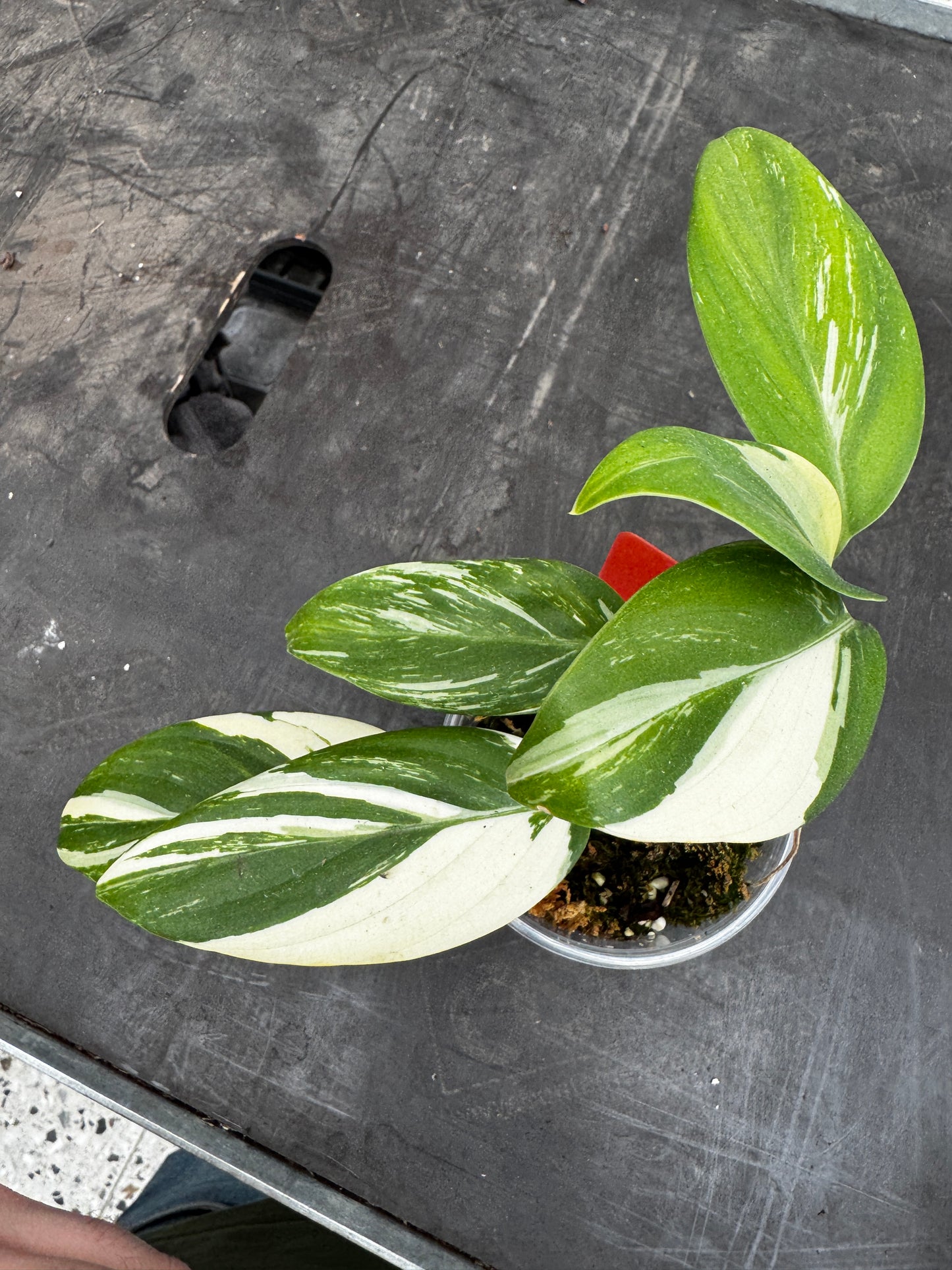 Scindapsus Rupestris variegata
