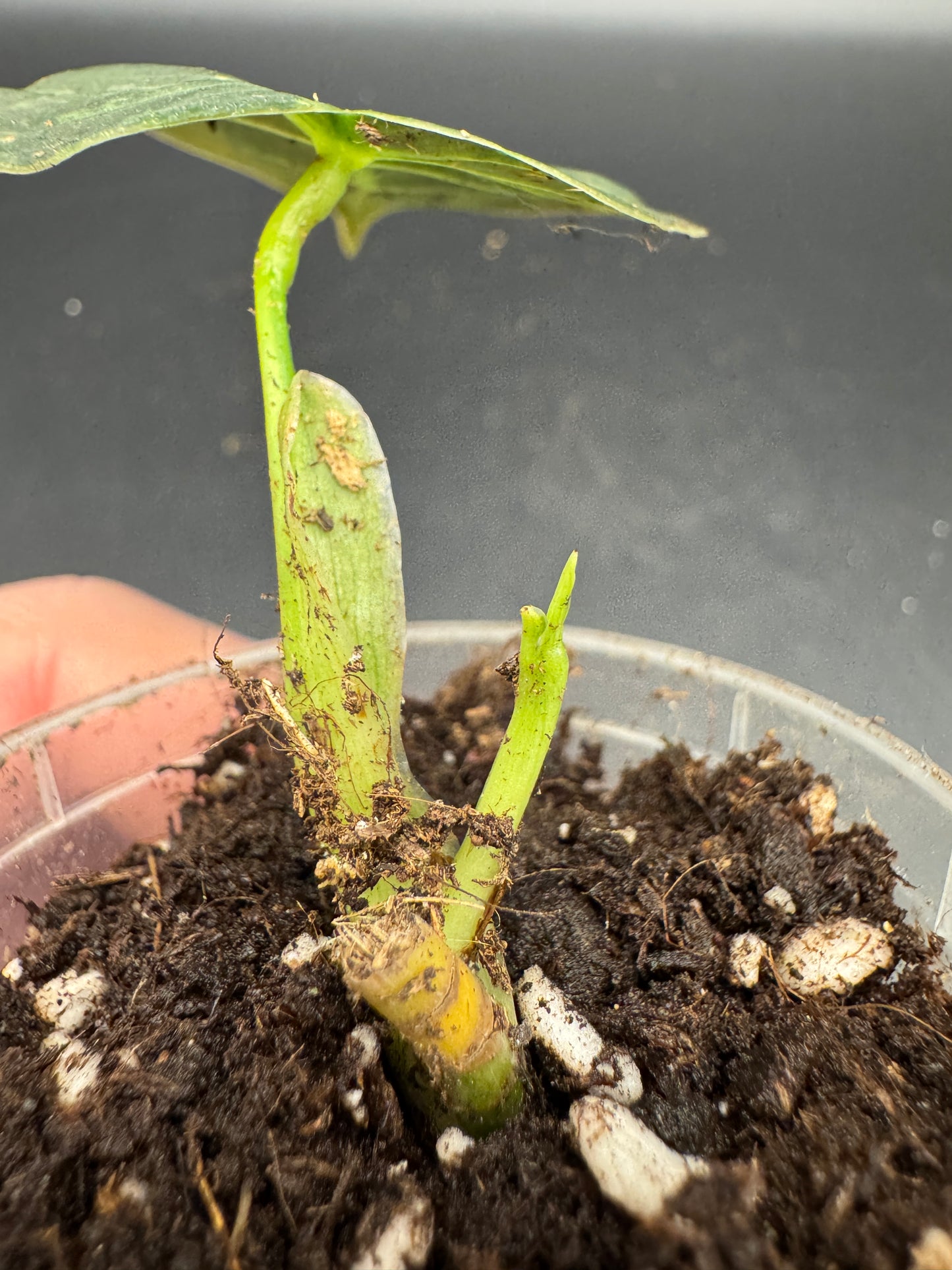 Philodendron melanochrysum variegata