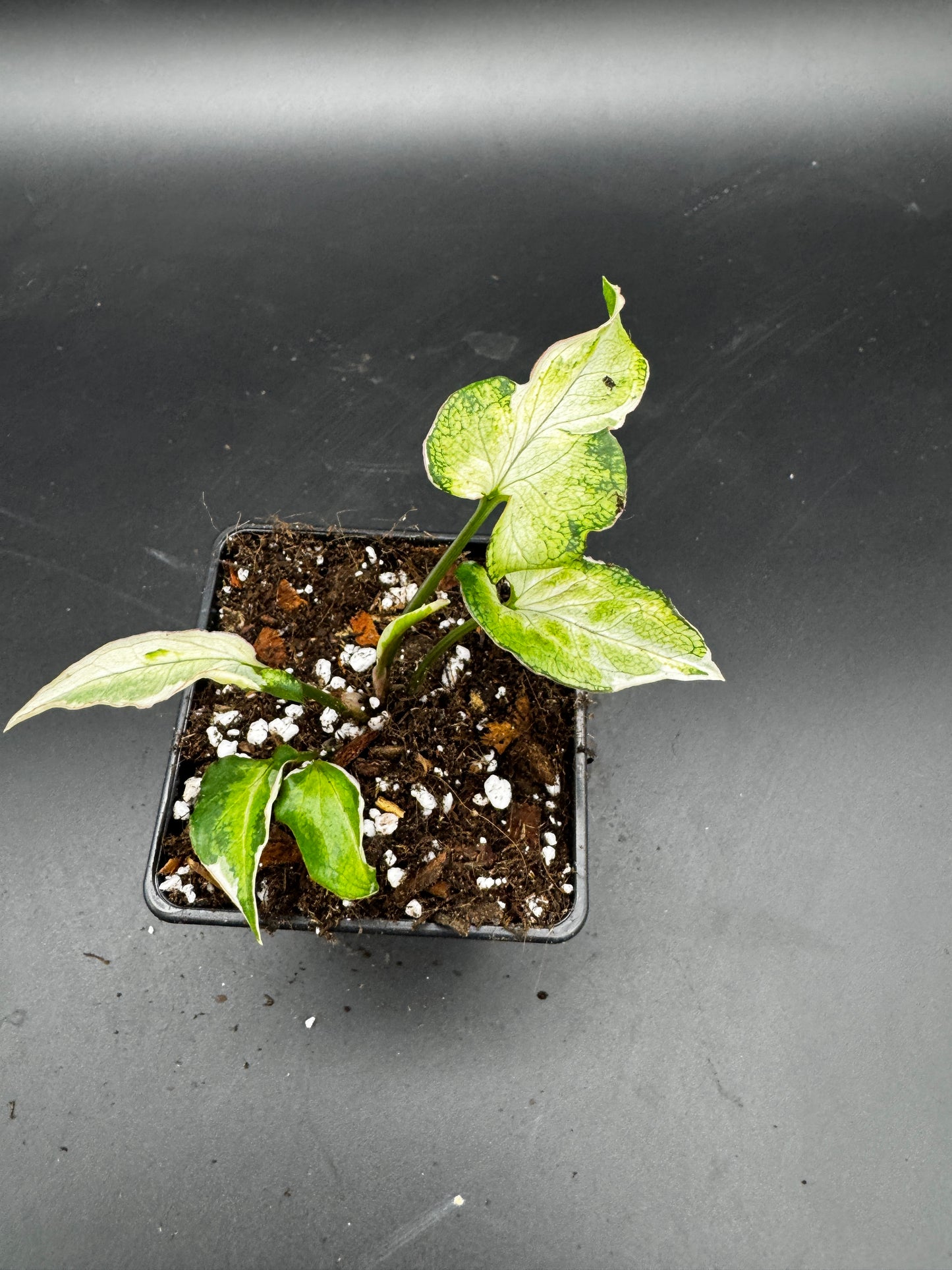 Syngonium Starlite