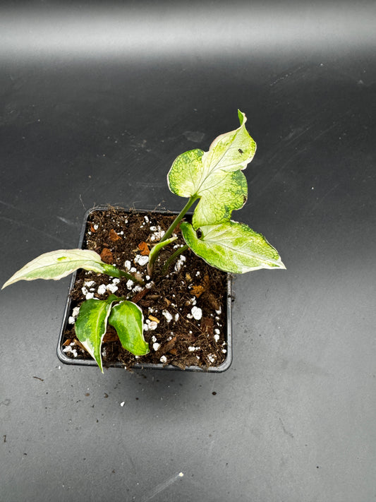 Syngonium Starlite