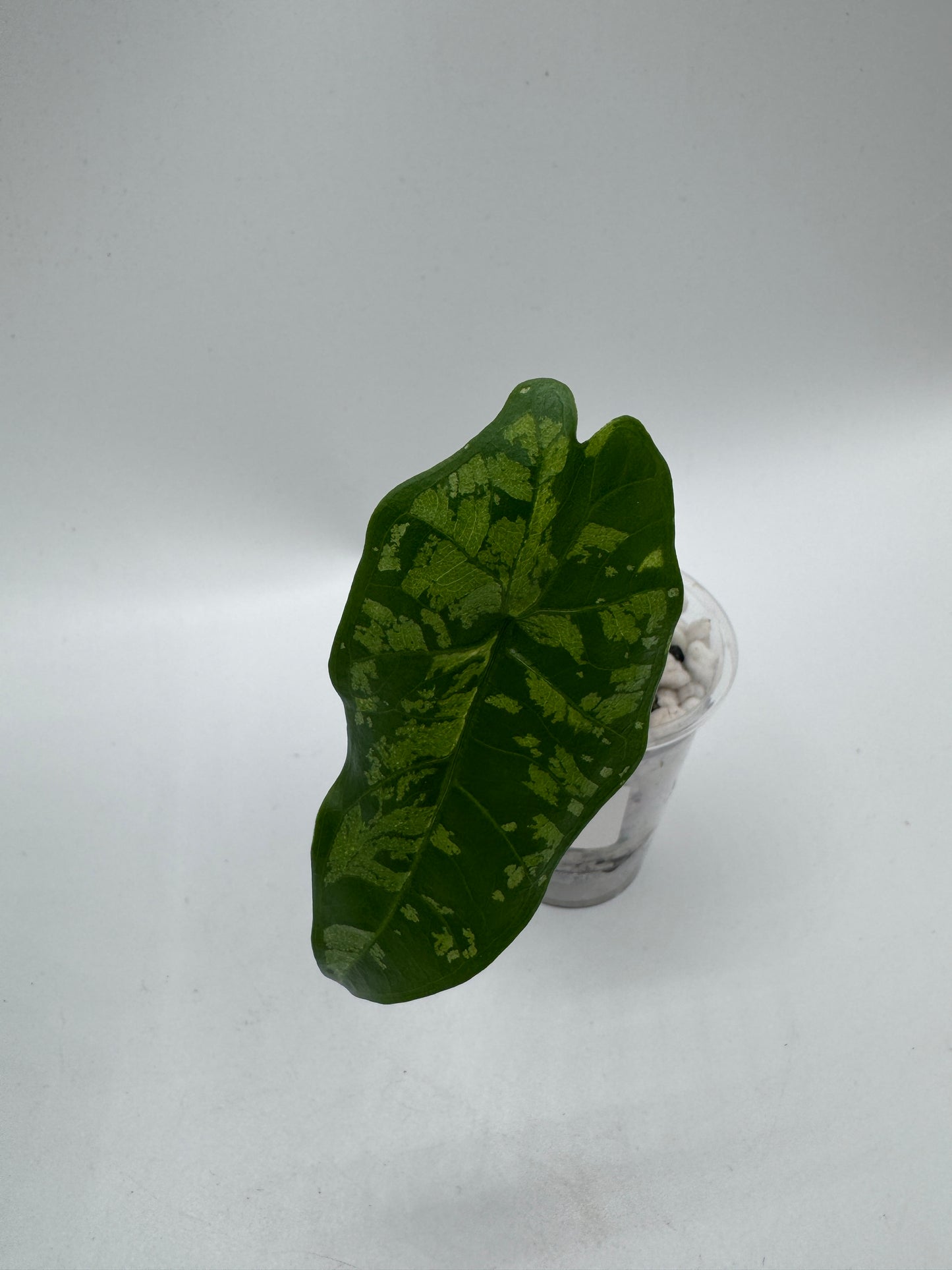 Alocasia Boyceana ‚Shattered Glass‘