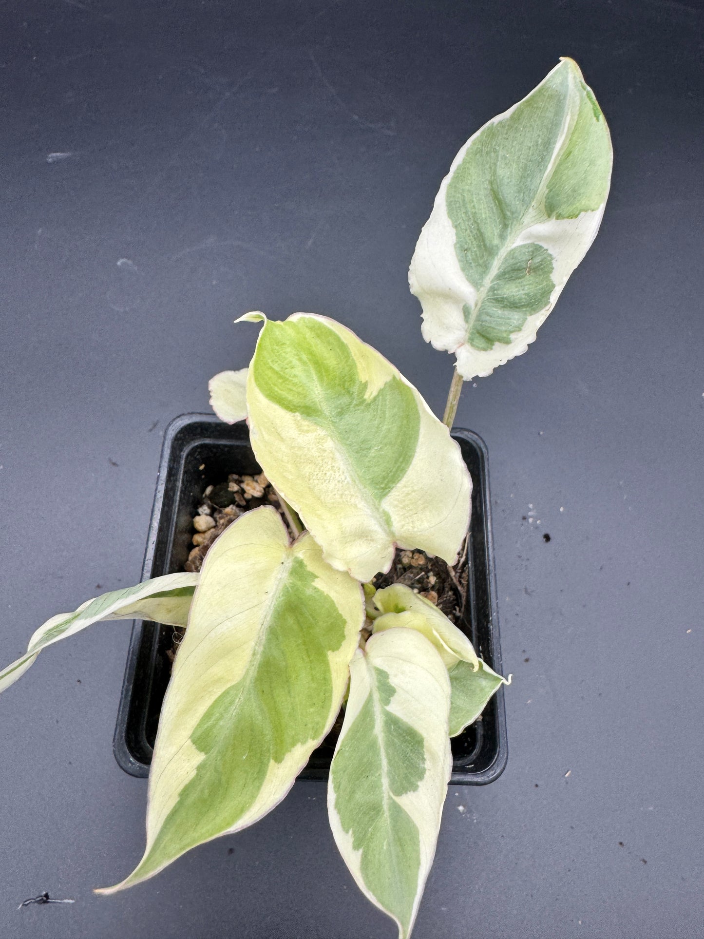 Philodendron Burle Marx white Lava