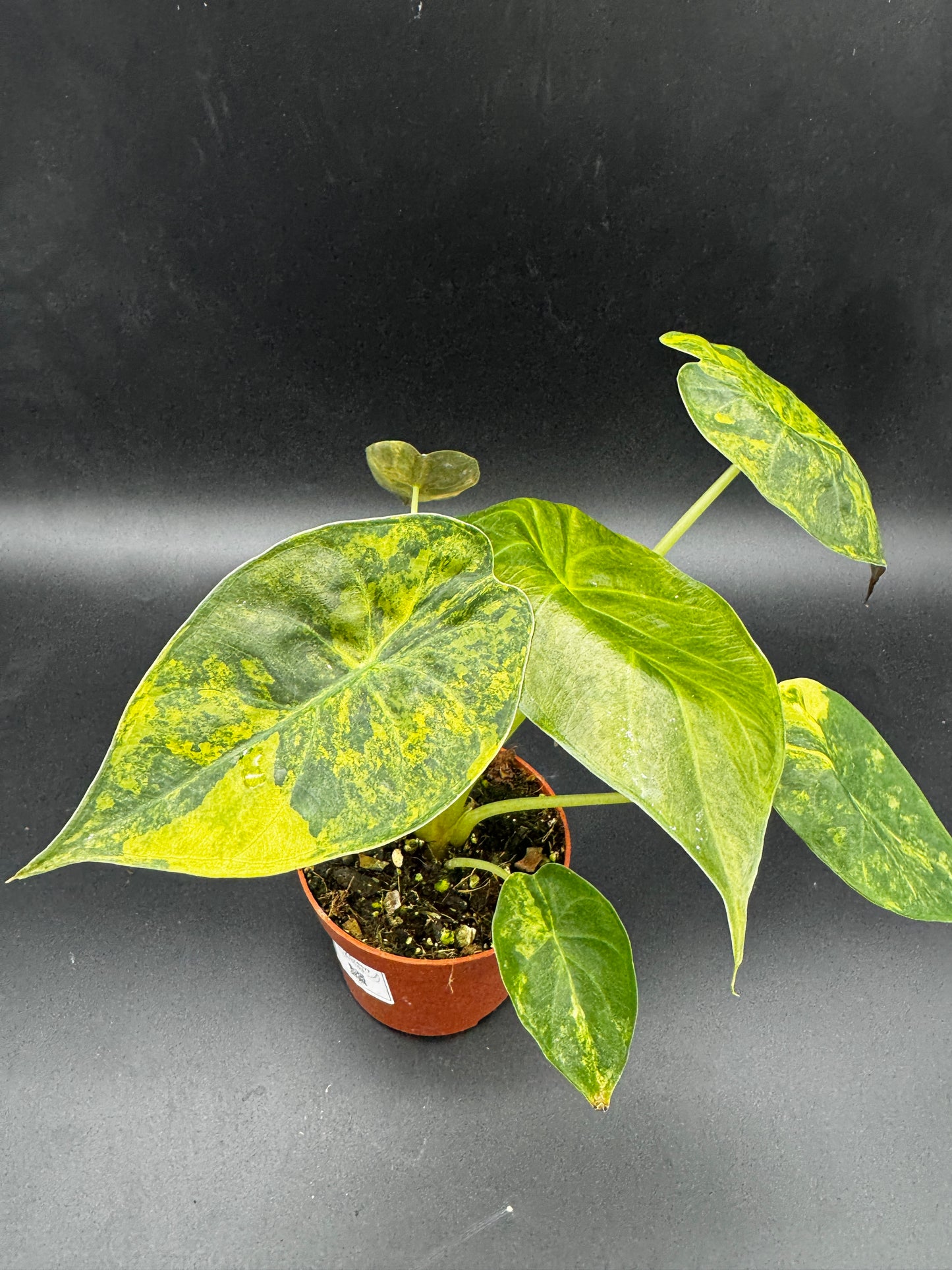 Alocasia wentii Aurea