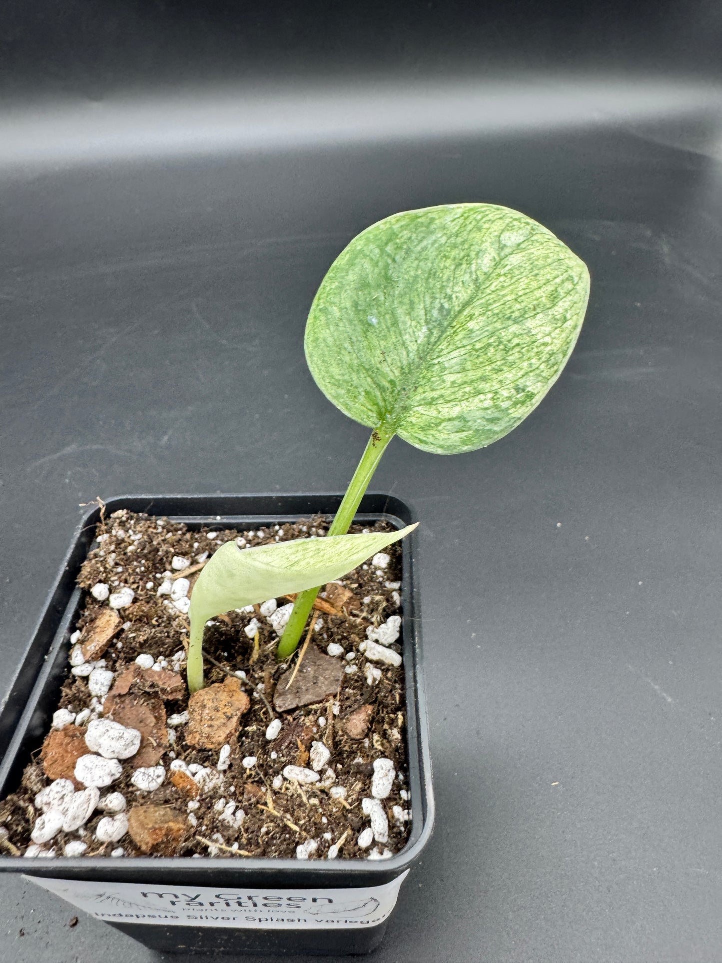 Scindapsus Silver Splash variegata
