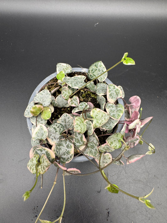 Ceropegia Woodii variegata