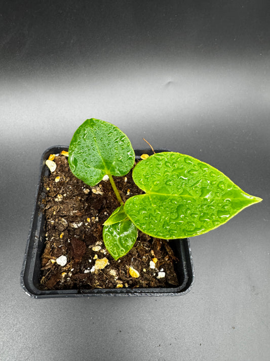 Anthurium Blue Papi X Goliath